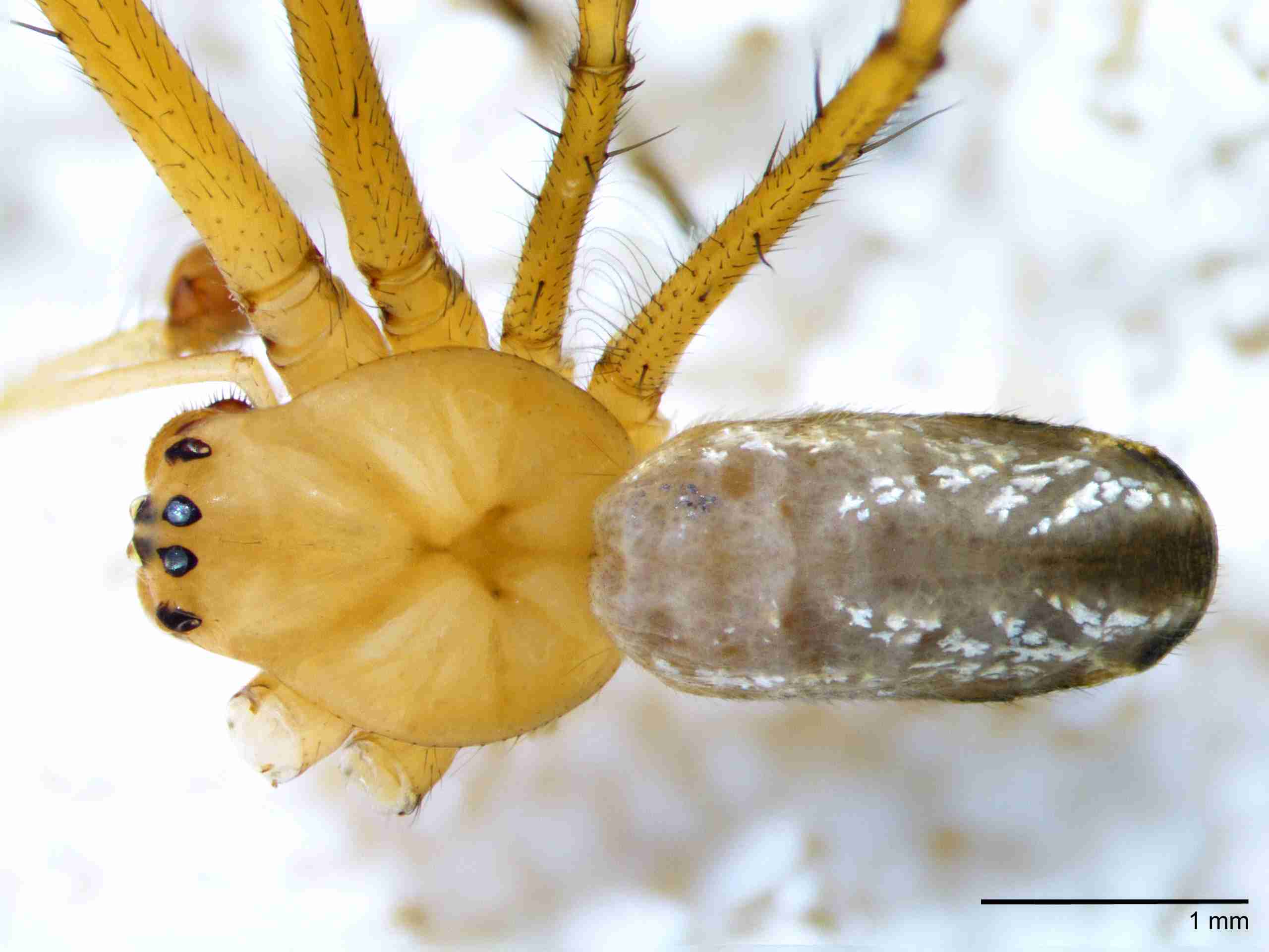XILTETR128mphabdJAM873_25X_Z10.jpg