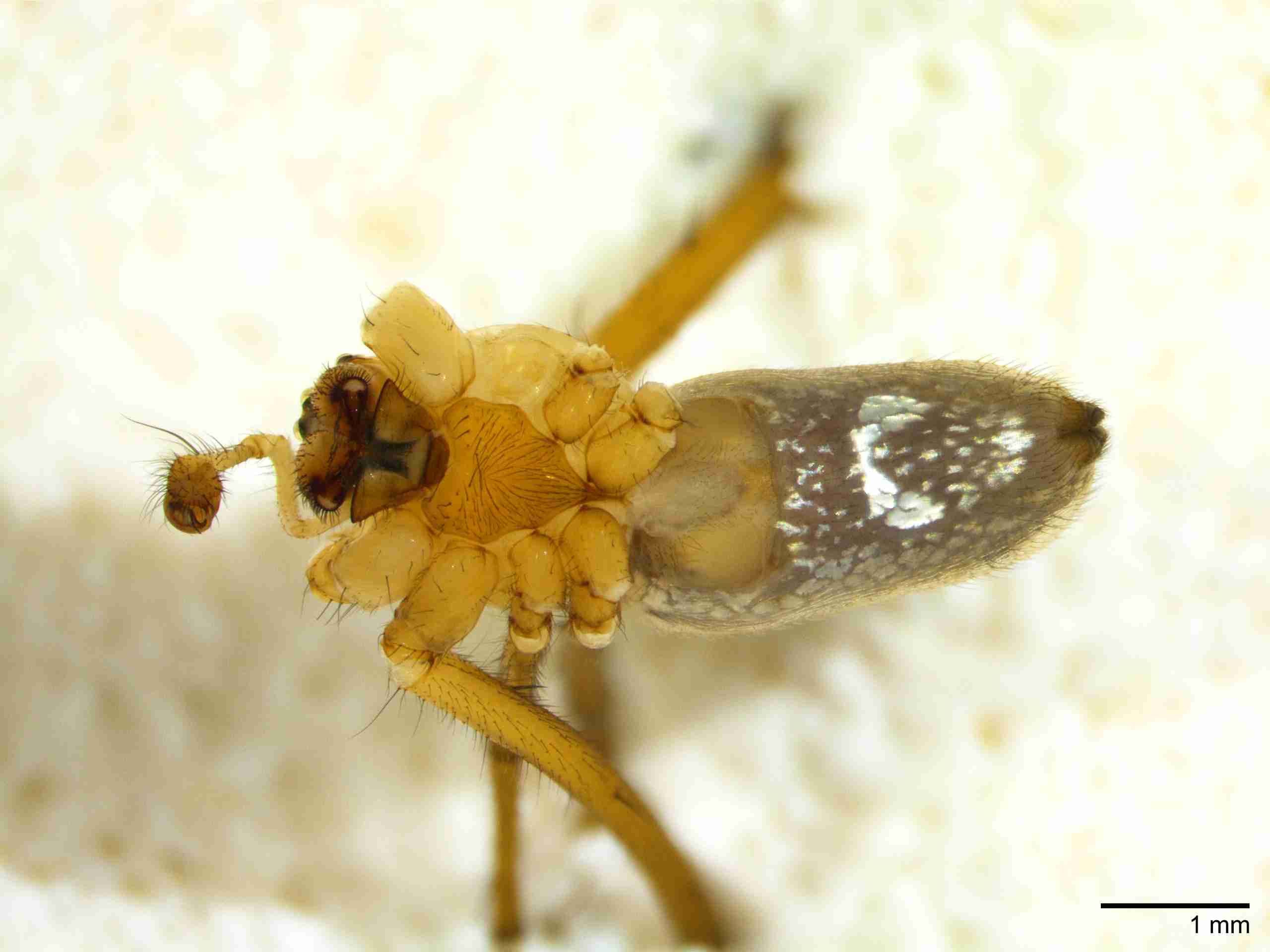 XILTETR129mphabvJAM422_15X_Z10.jpg