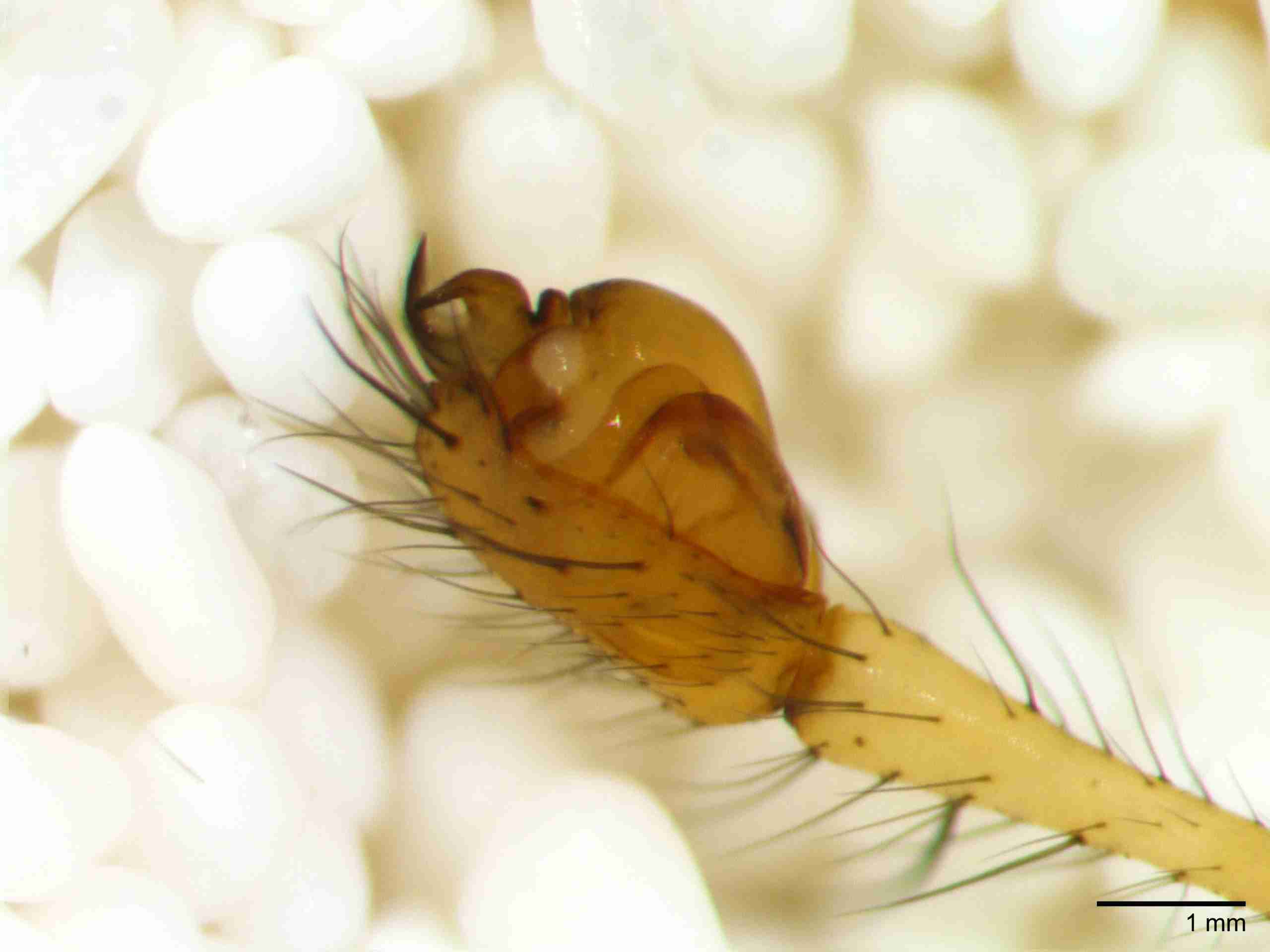 XILTETR129mppalpJAM422_15X_Z10.jpg