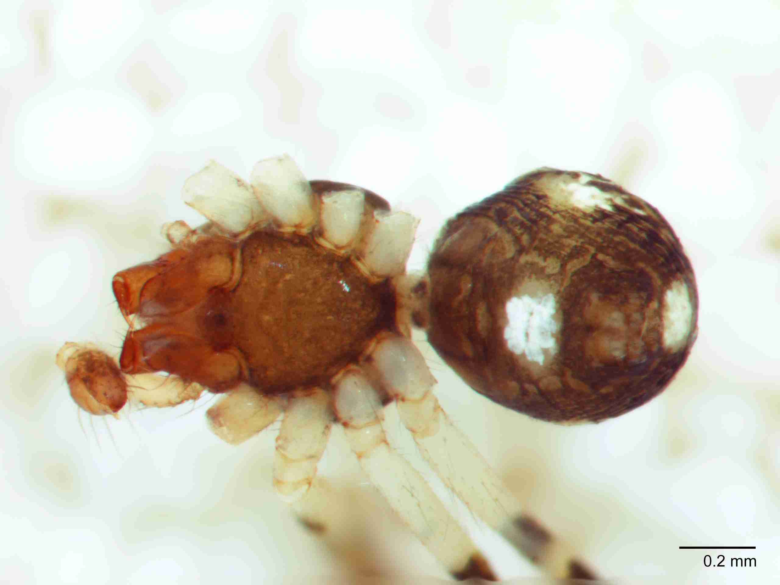 XILTHER131mphabvJAM186_60X_Z10.jpg
