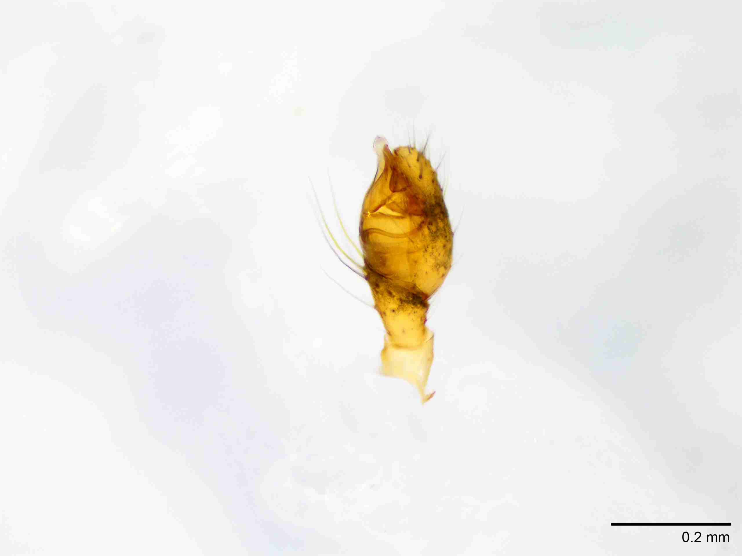 XILTHER131mppalrJAM186_100X_E2A.jpg