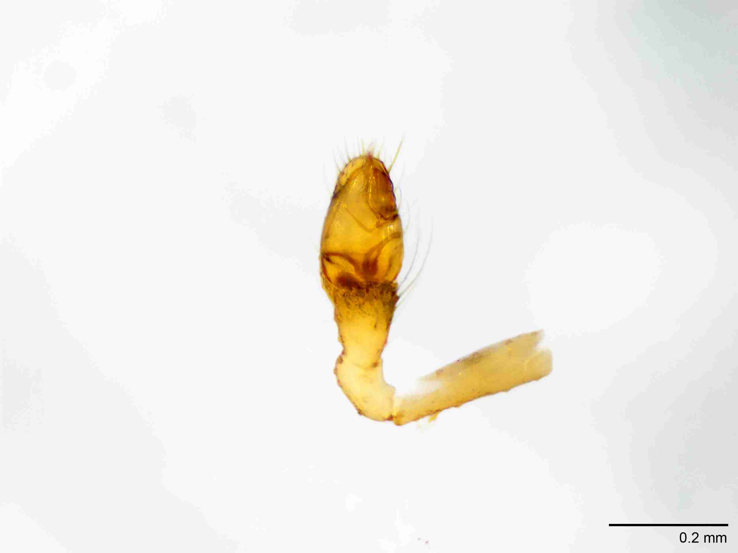 XILTHER131mppalvJAM186_100X_E2A.jpg