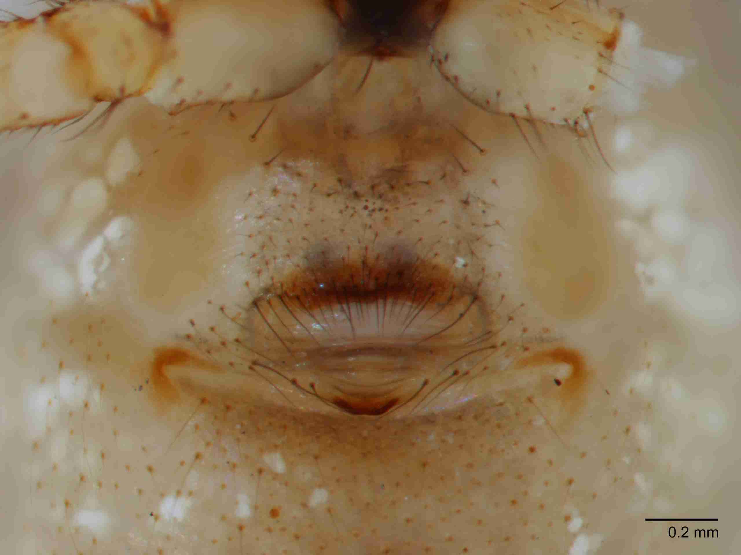 XILTHER132fpepivJAM512_60X_Z10.jpg