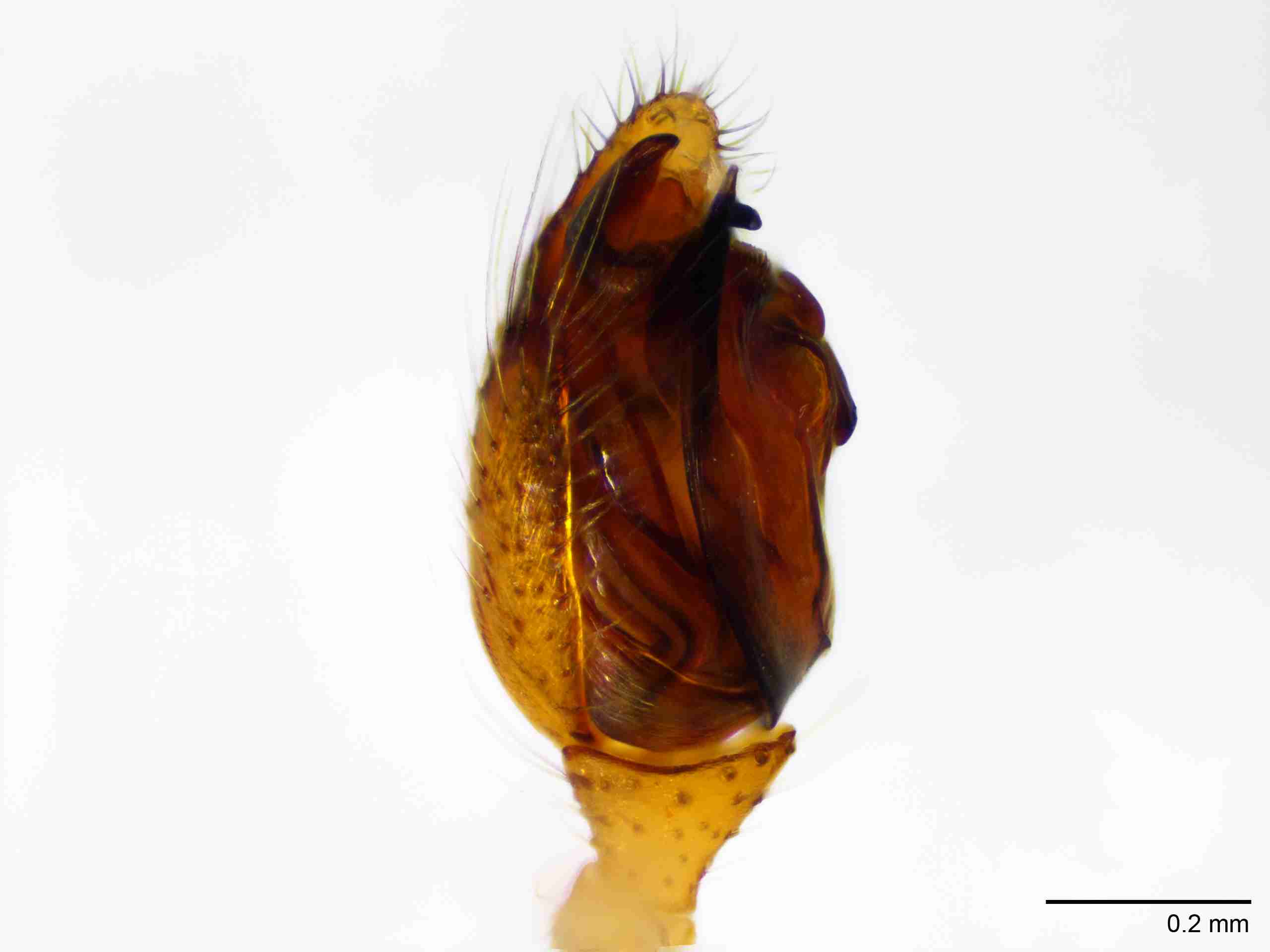 XILTHER132mppalpJAM222_100X_E2A.jpg