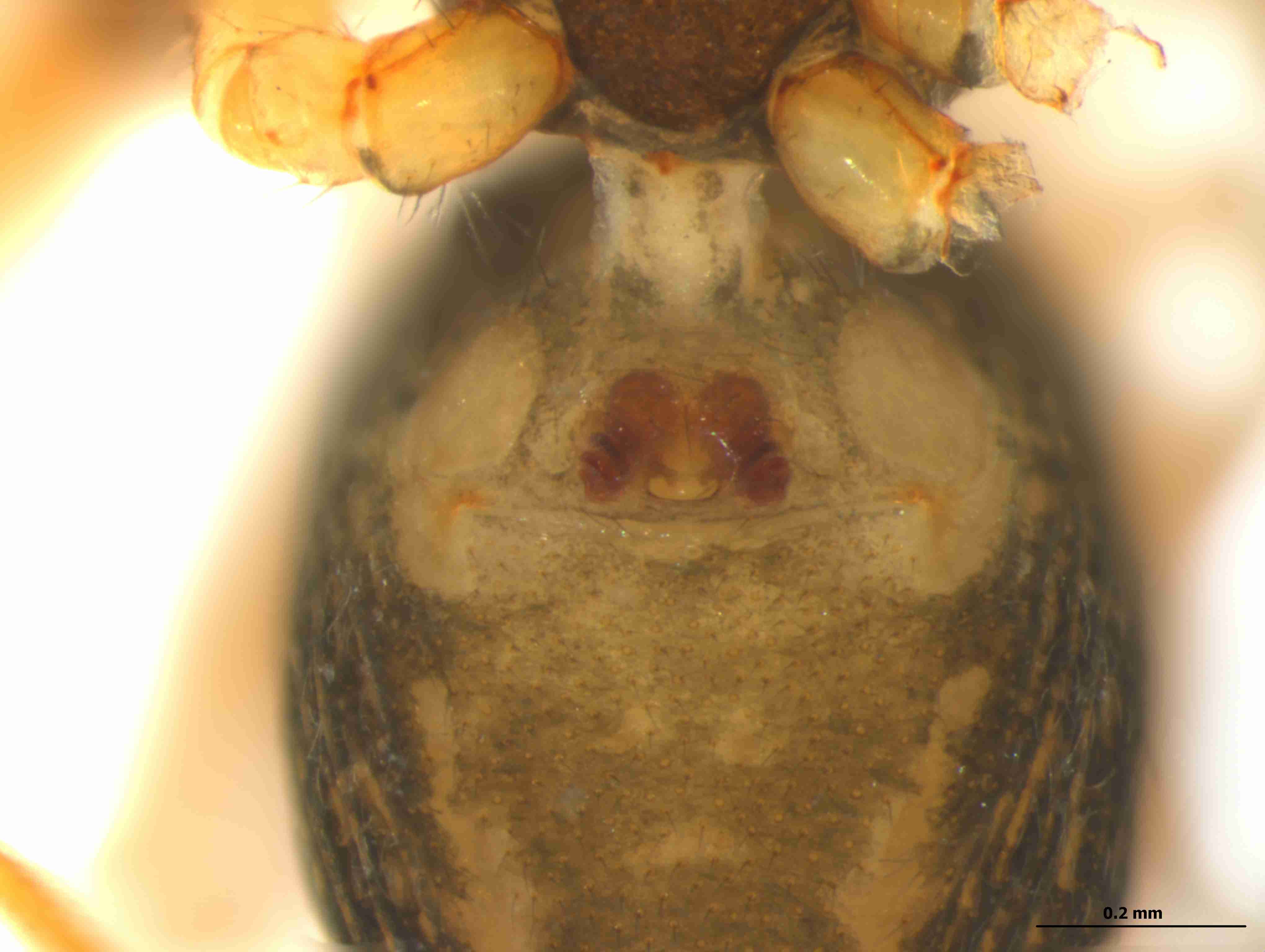 XILTHER136fpepivJAM303_115X_CAS.jpg
