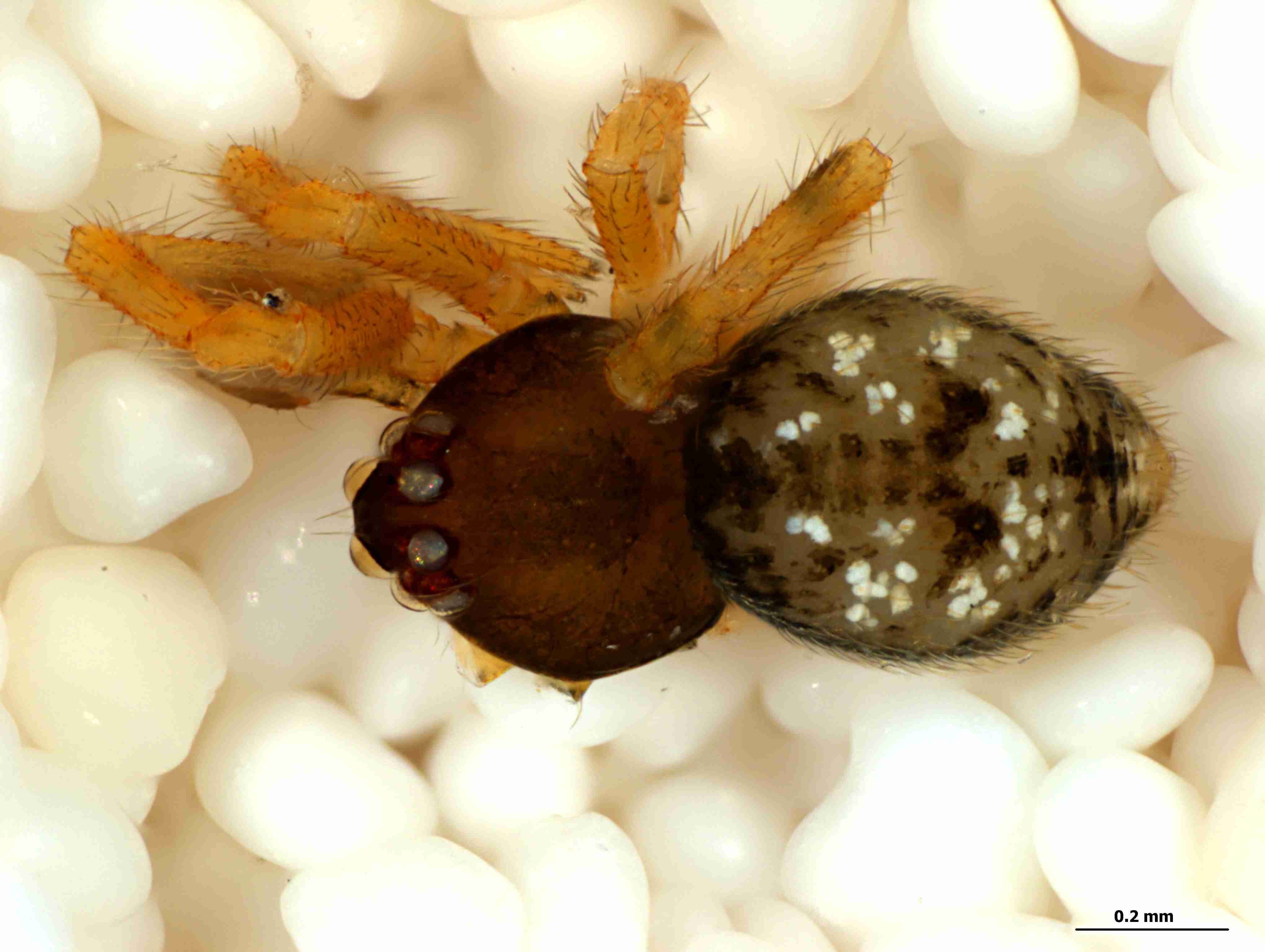 XILTHER136mphabdJAM302_85X_CAS.jpg