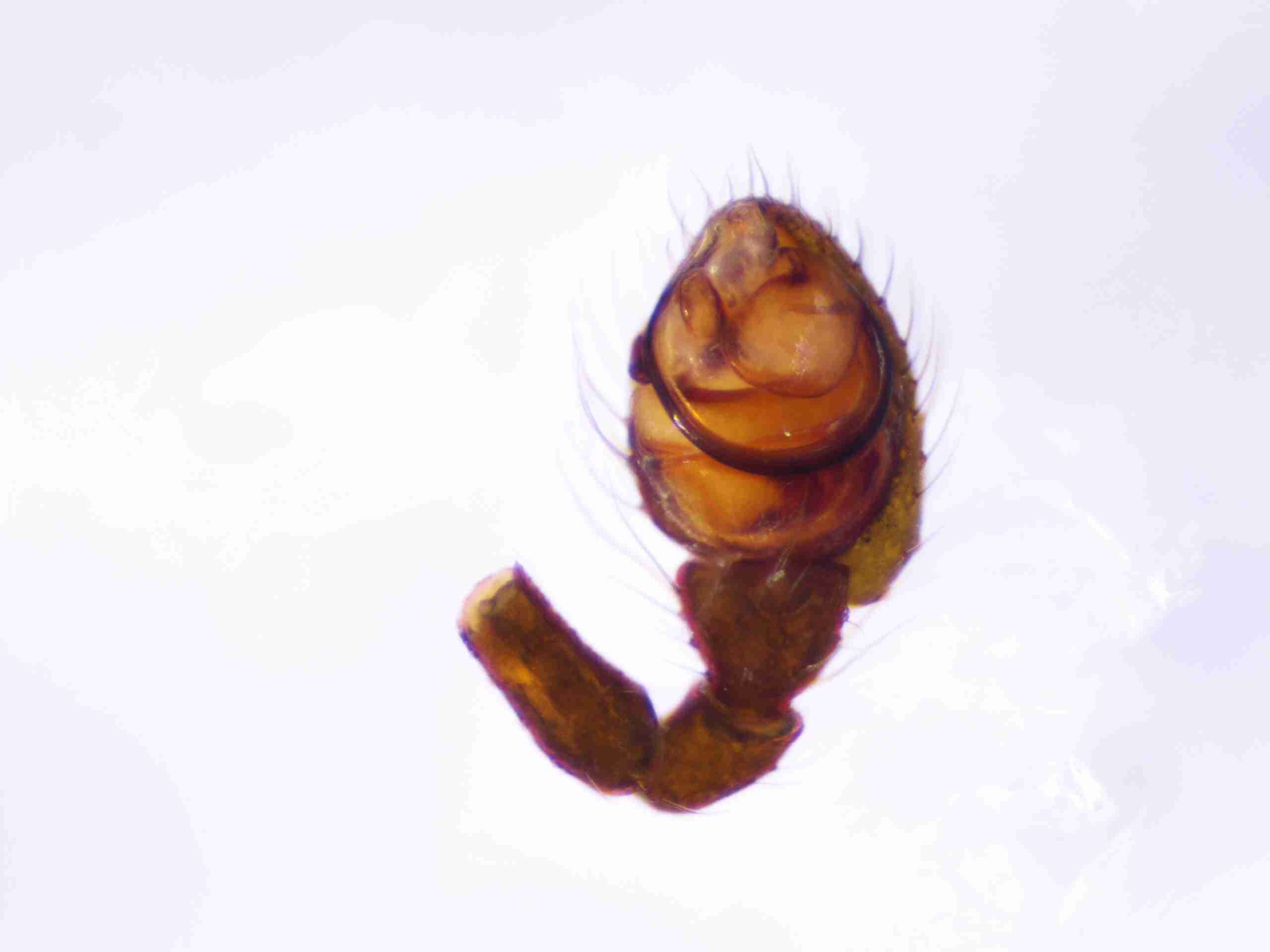 XILTHER138mppalvJAM092_100X_E2A.jpg