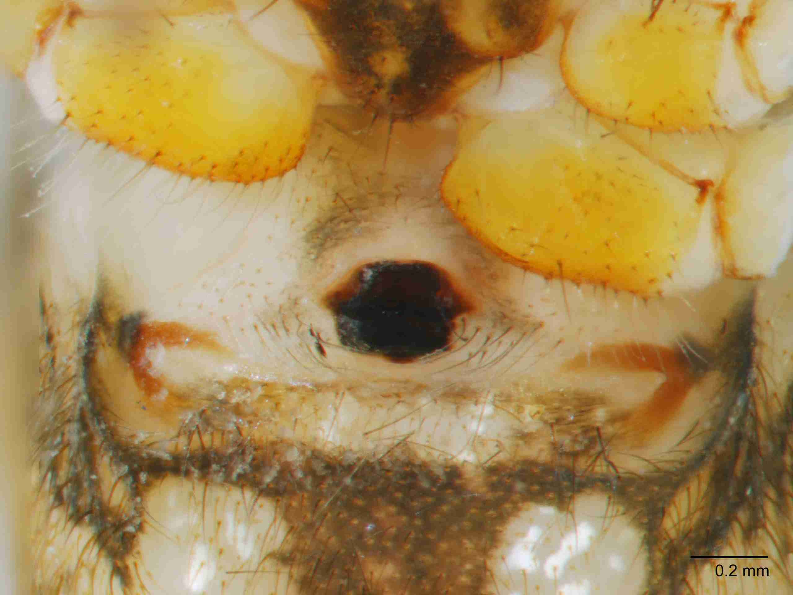 XILTHER139fpepivJAM216_60X_Z10.jpg