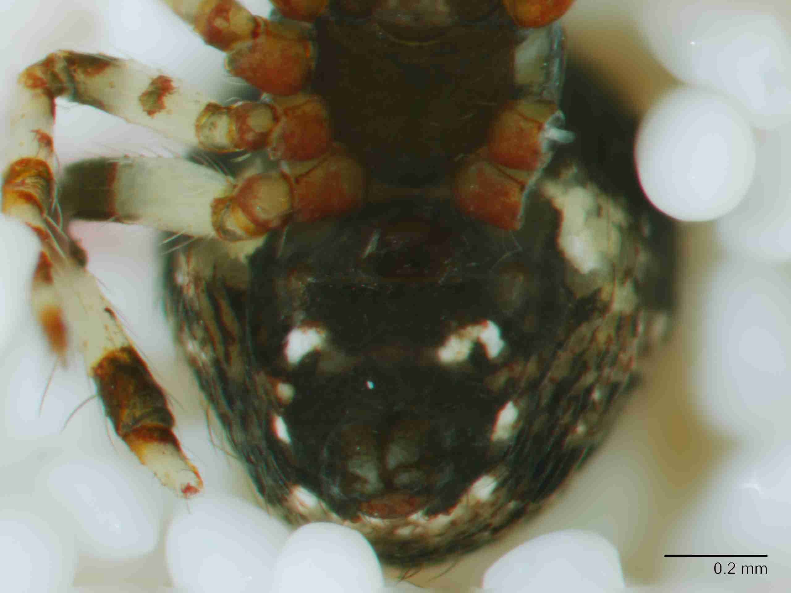 XILTHER140fpepivJAM524_80X_Z10.jpg