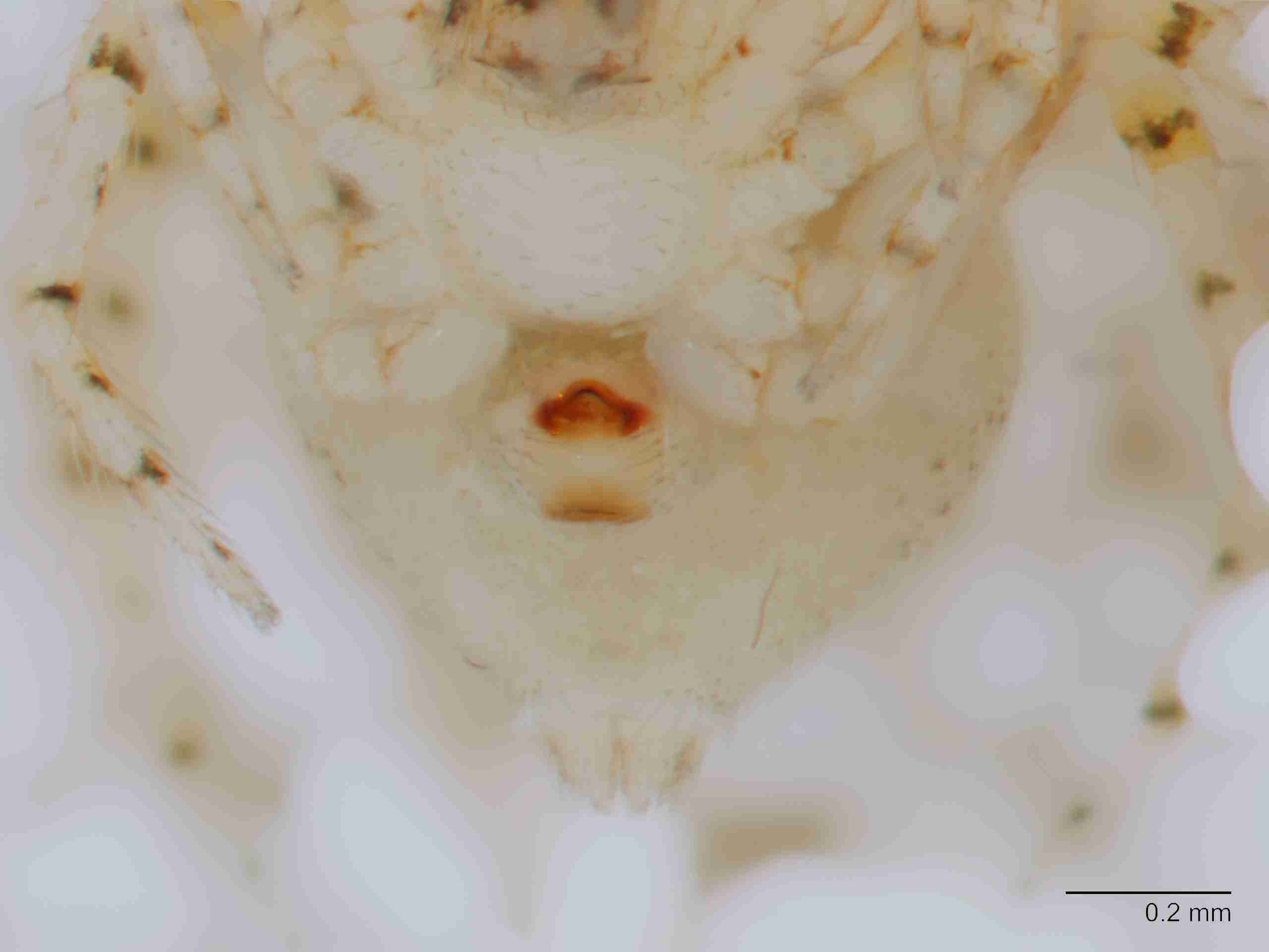 XILTHER141fpepivJAM128_80X_Z10.jpg