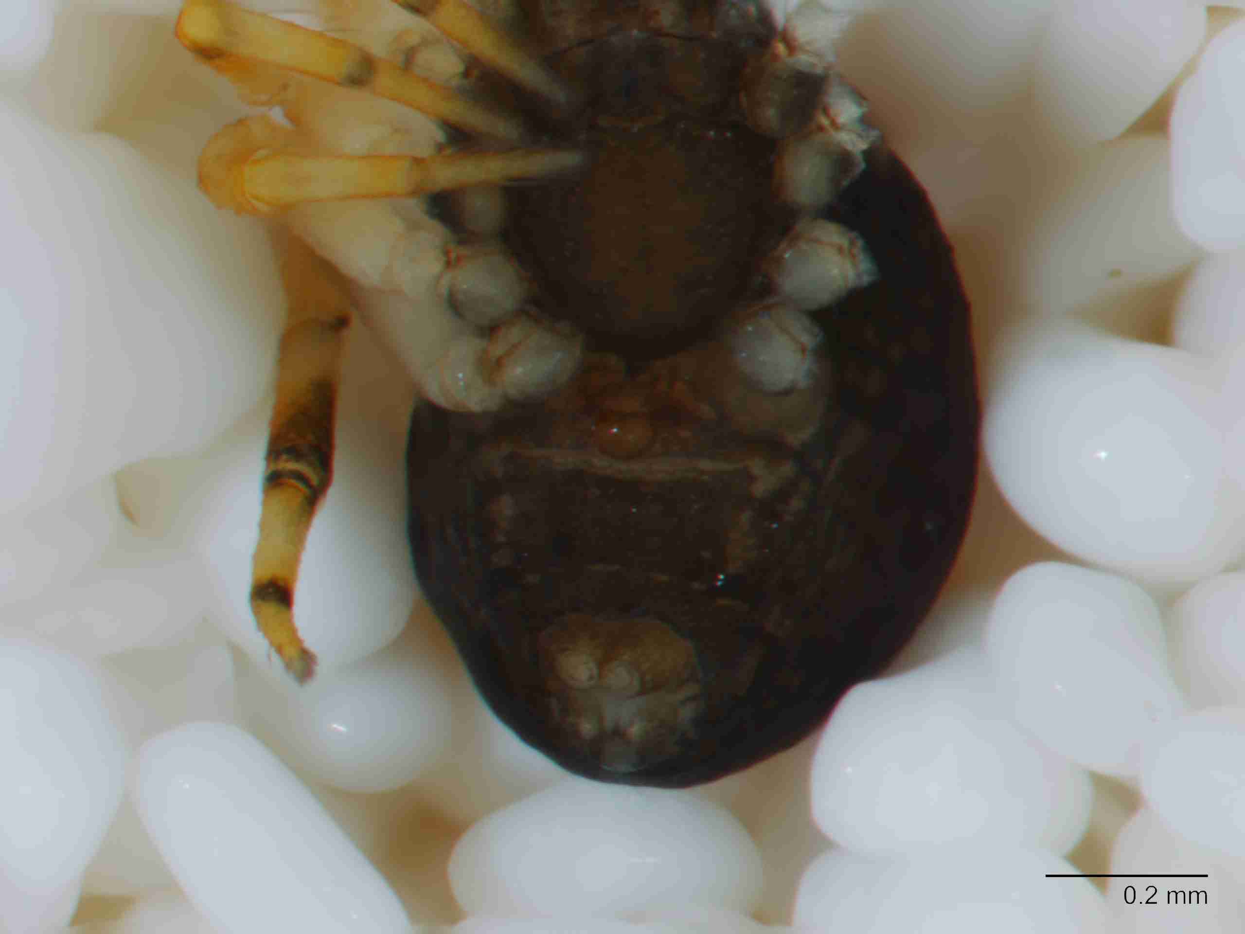 XILTHER144fpepivJAM515_80X_Z10.jpg