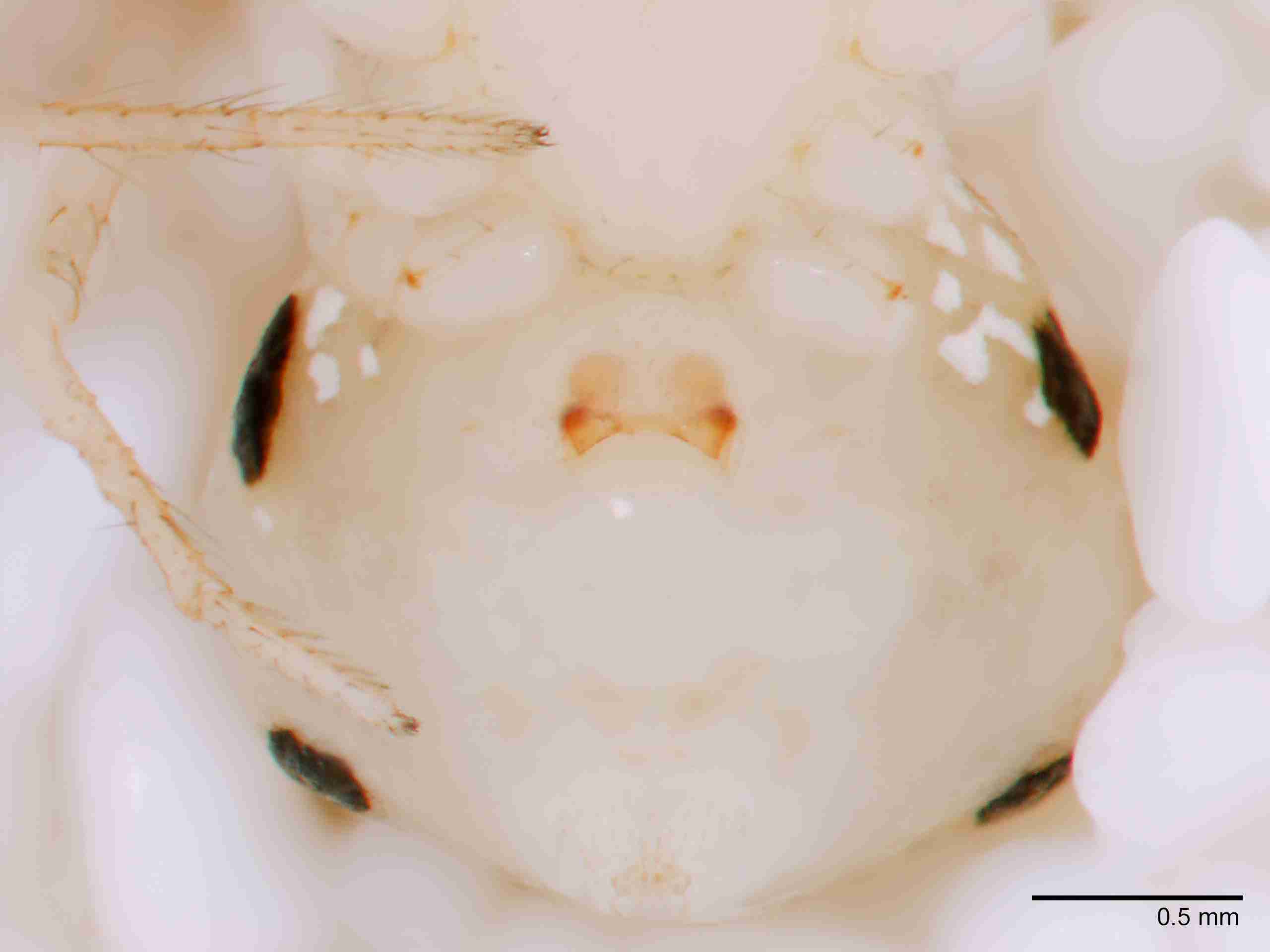 XILTHER146fpepivJAM146_50X_Z10.jpg