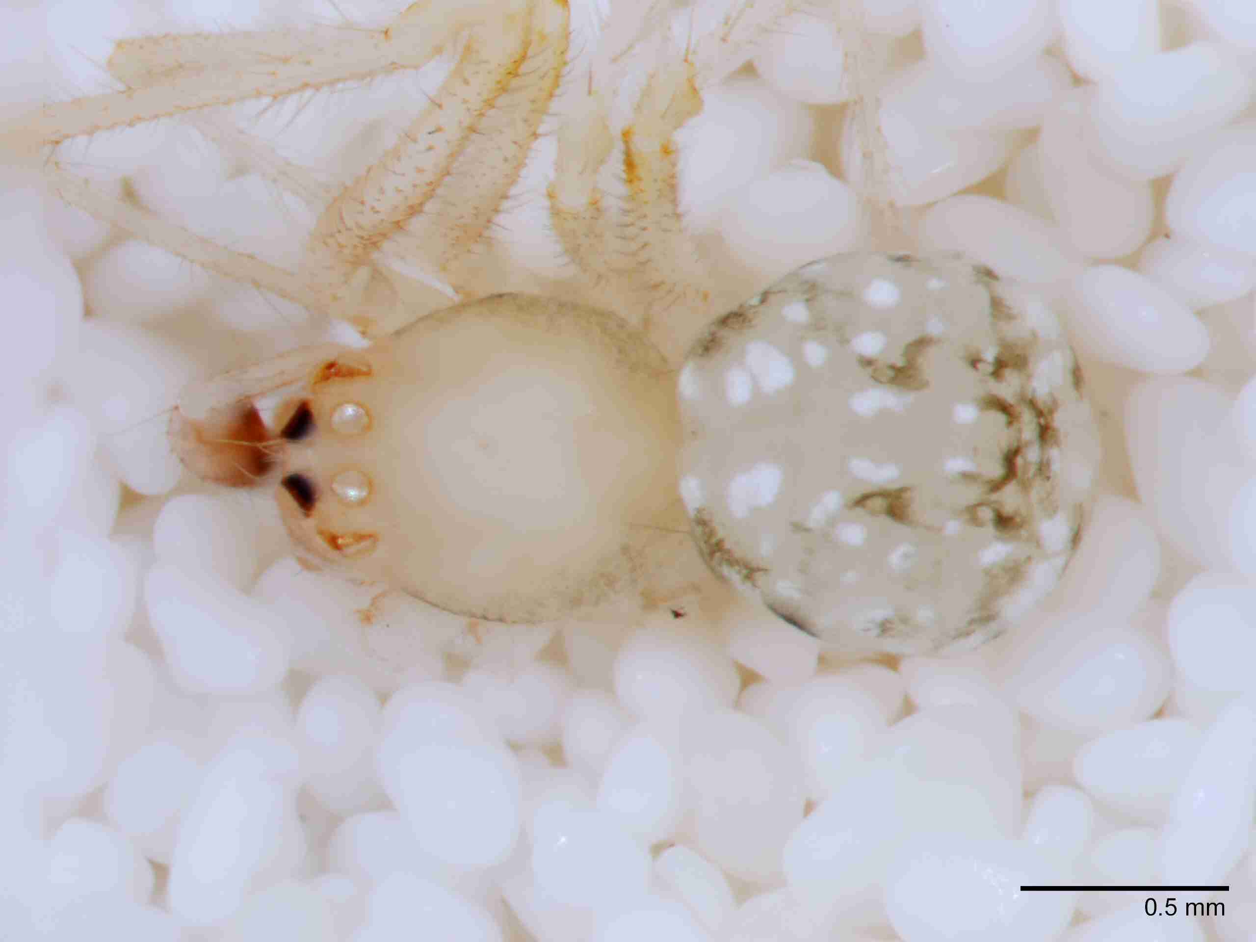 XILTHER146mphabdJAM227_50X_Z10.jpg