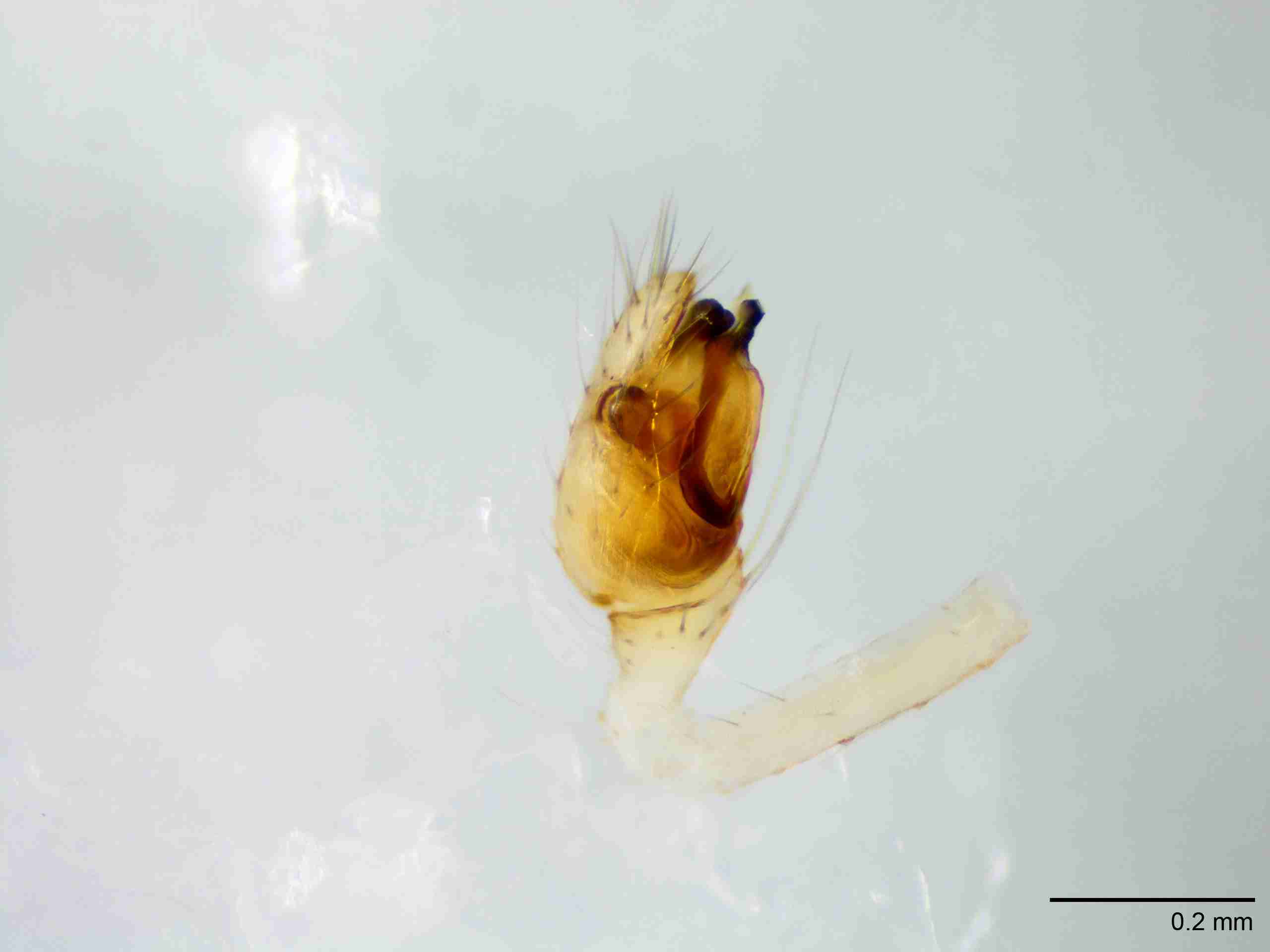 XILTHER146mppalpJAM227_100X_E2A.jpg