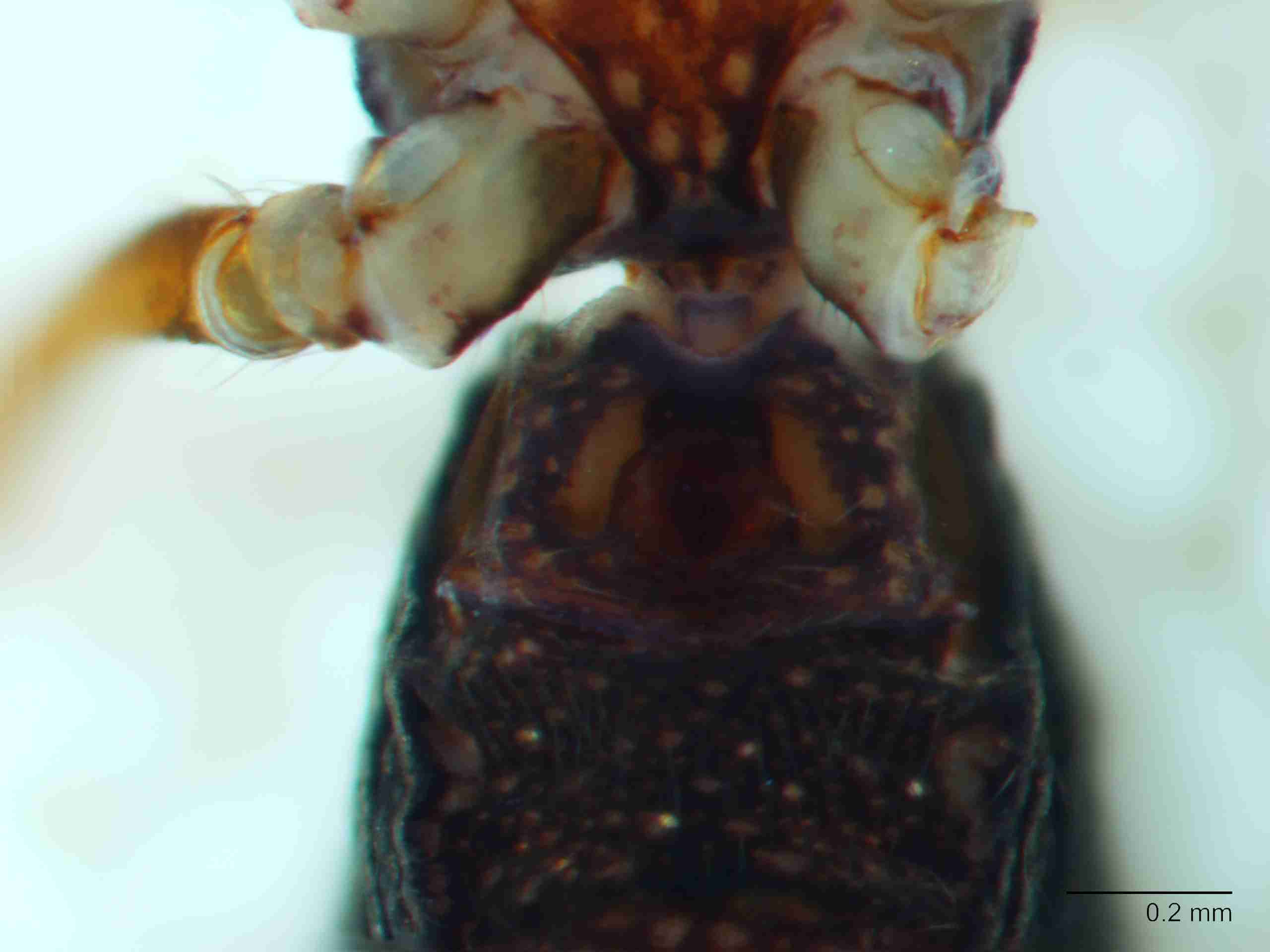 XILTHER151fpepivJAM426_80X_Z10.jpg