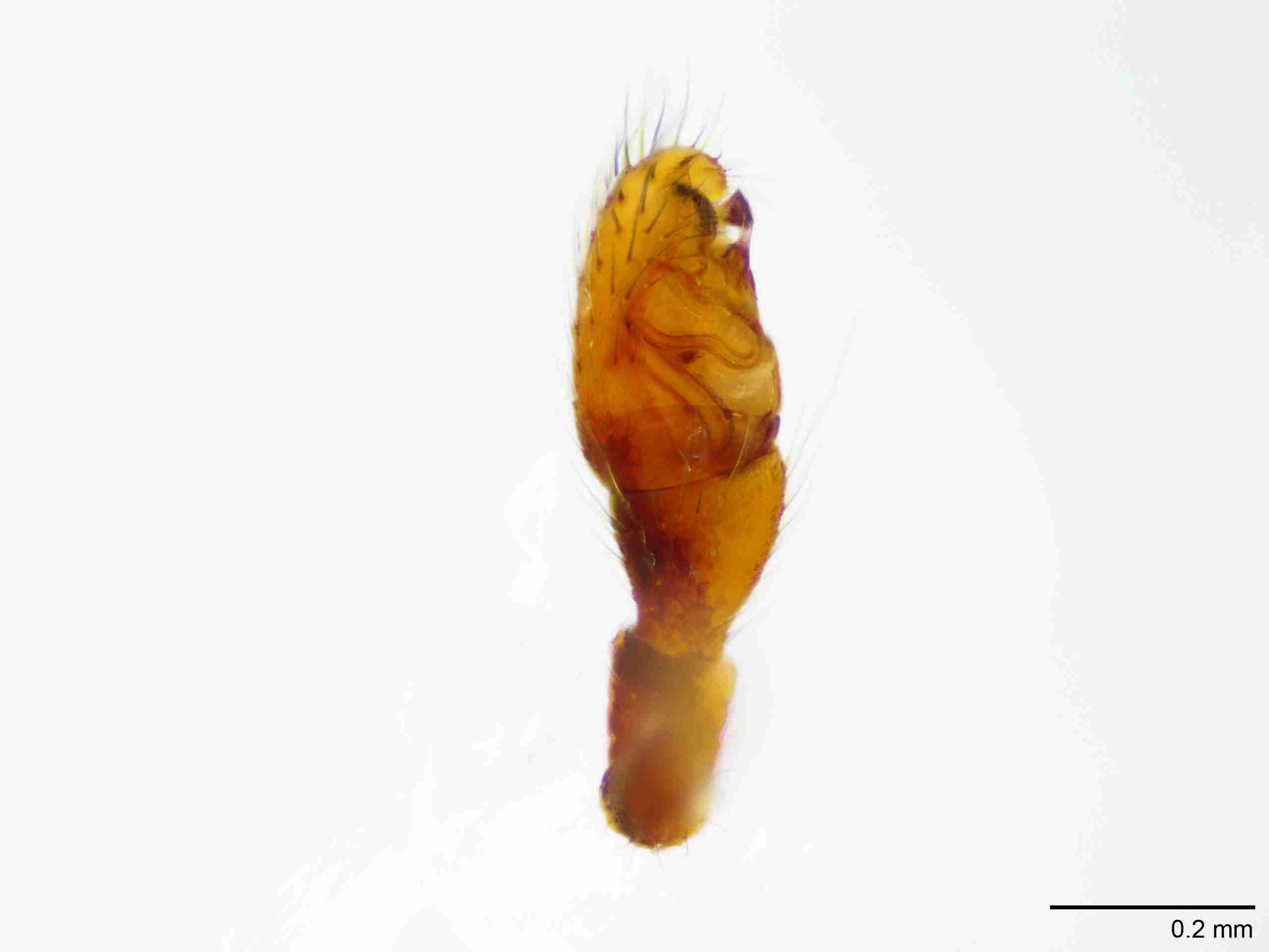 XILTHER151mppalpJAM410_100X_E2A.jpg