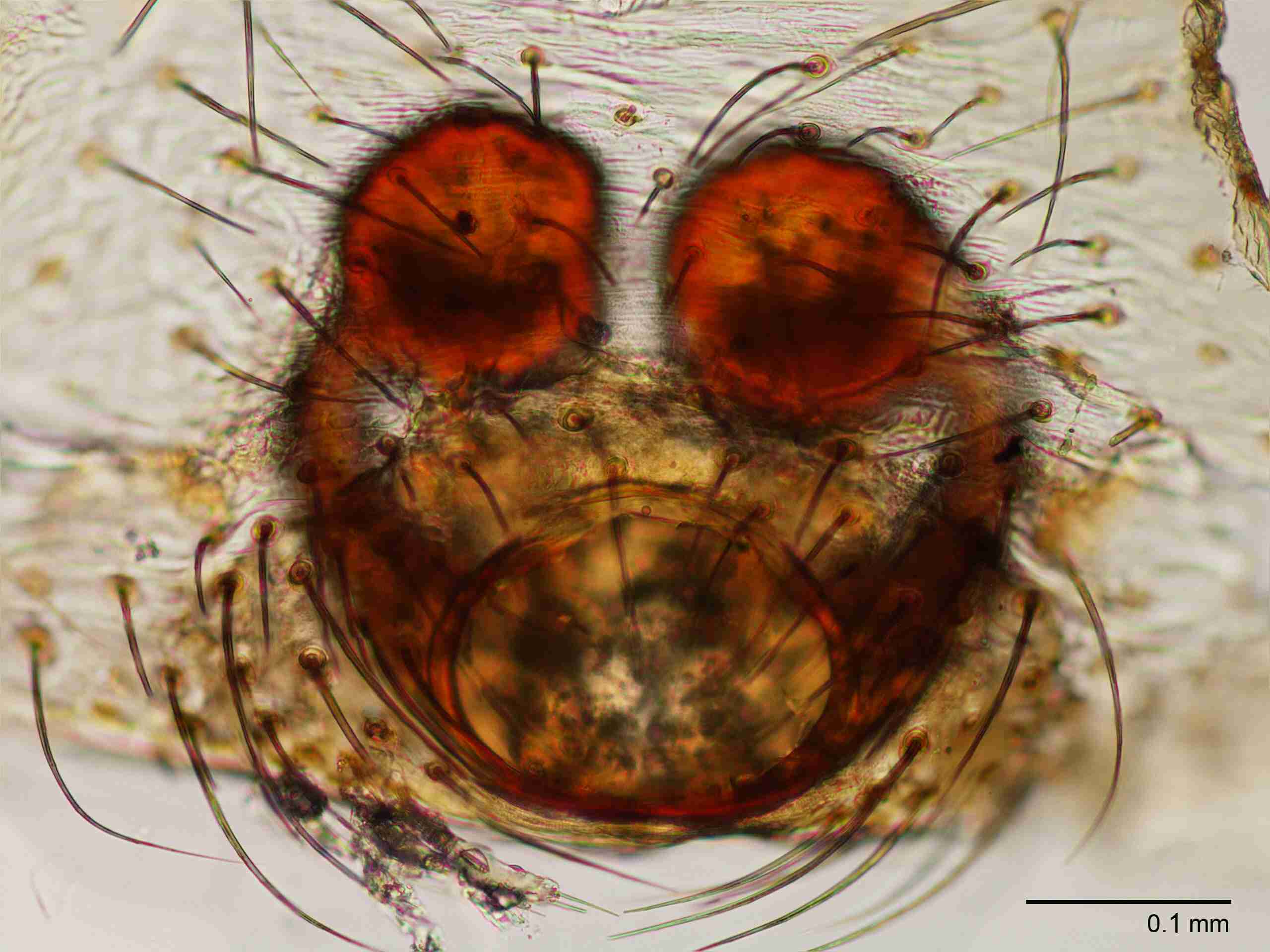 XILTHER153fpepivJAM518_200X_CAS.jpg