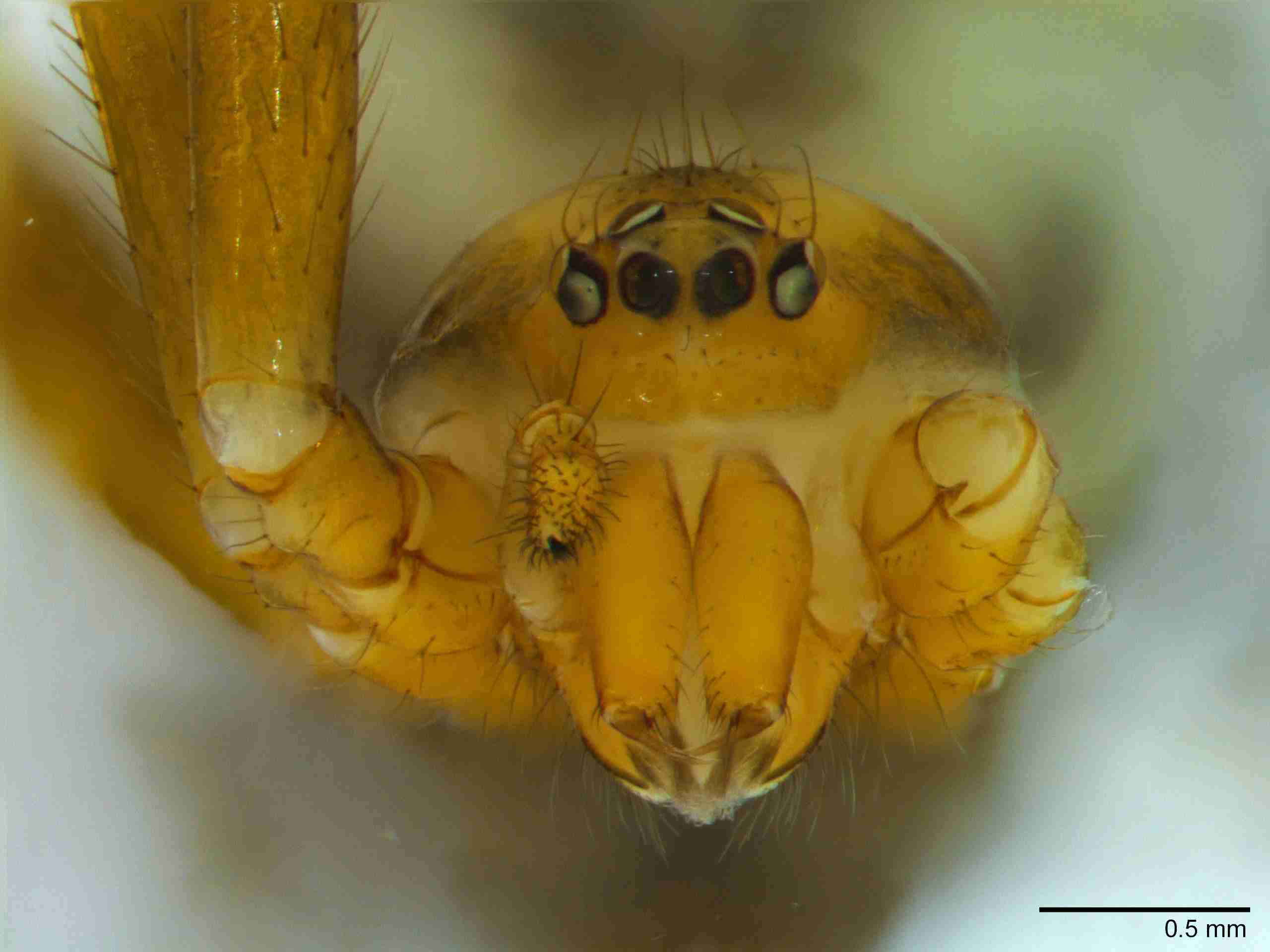 XILTHER152fpprsaPIC289_50X_Z10.jpg