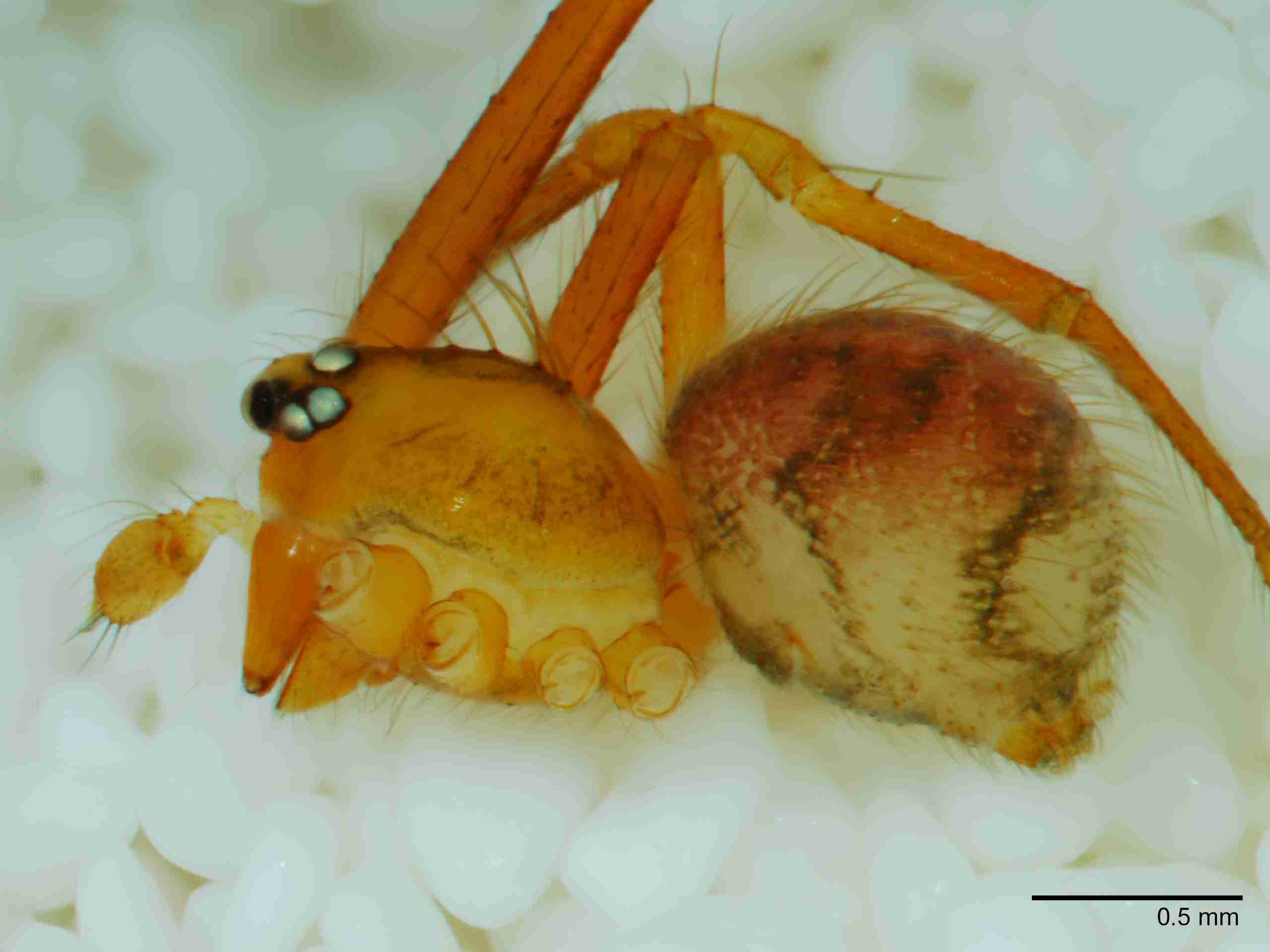XILTHER152mphablJAM517_50X_Z10.jpg