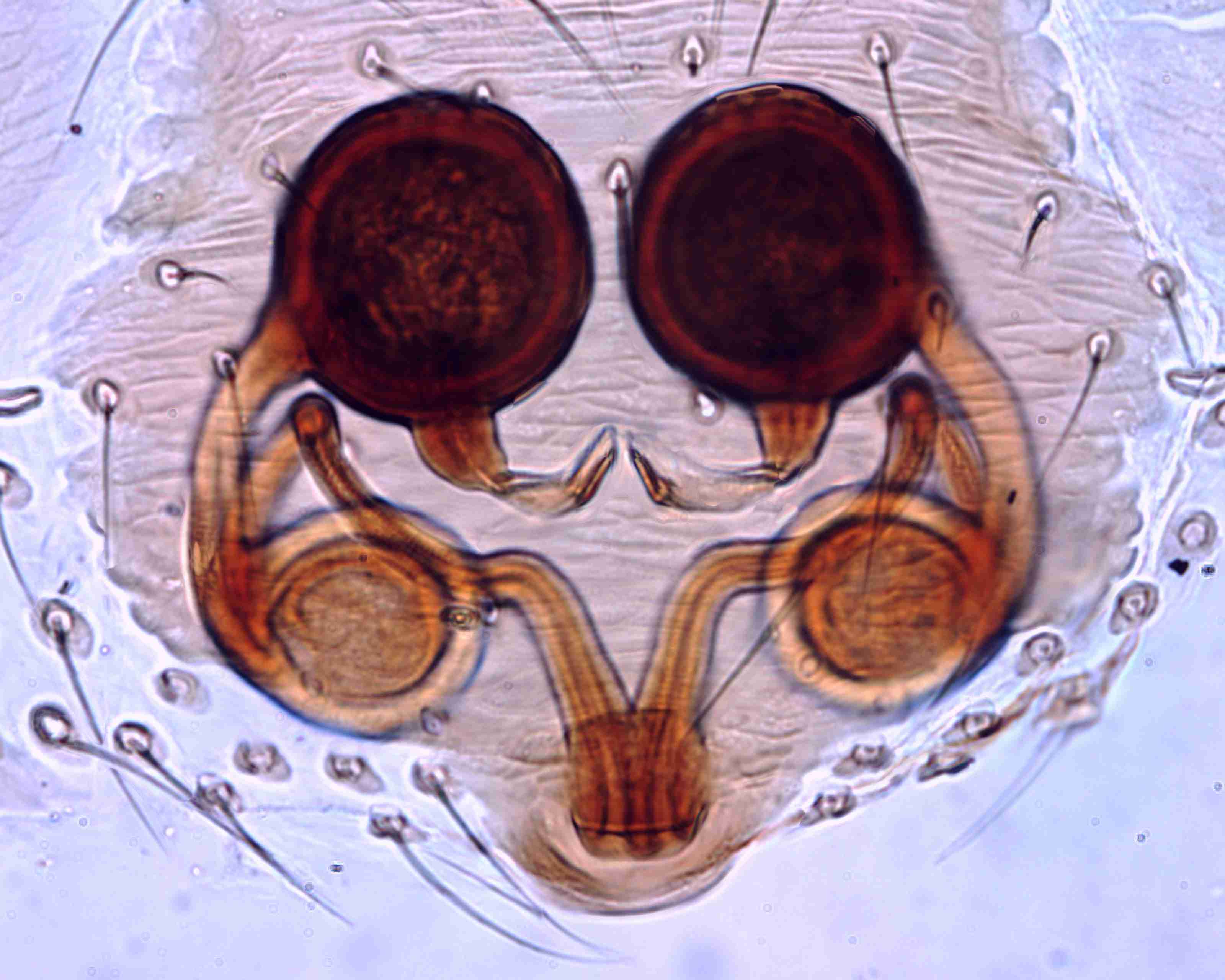 XILTHER154fpepivJAM332_400X_E2A.jpg
