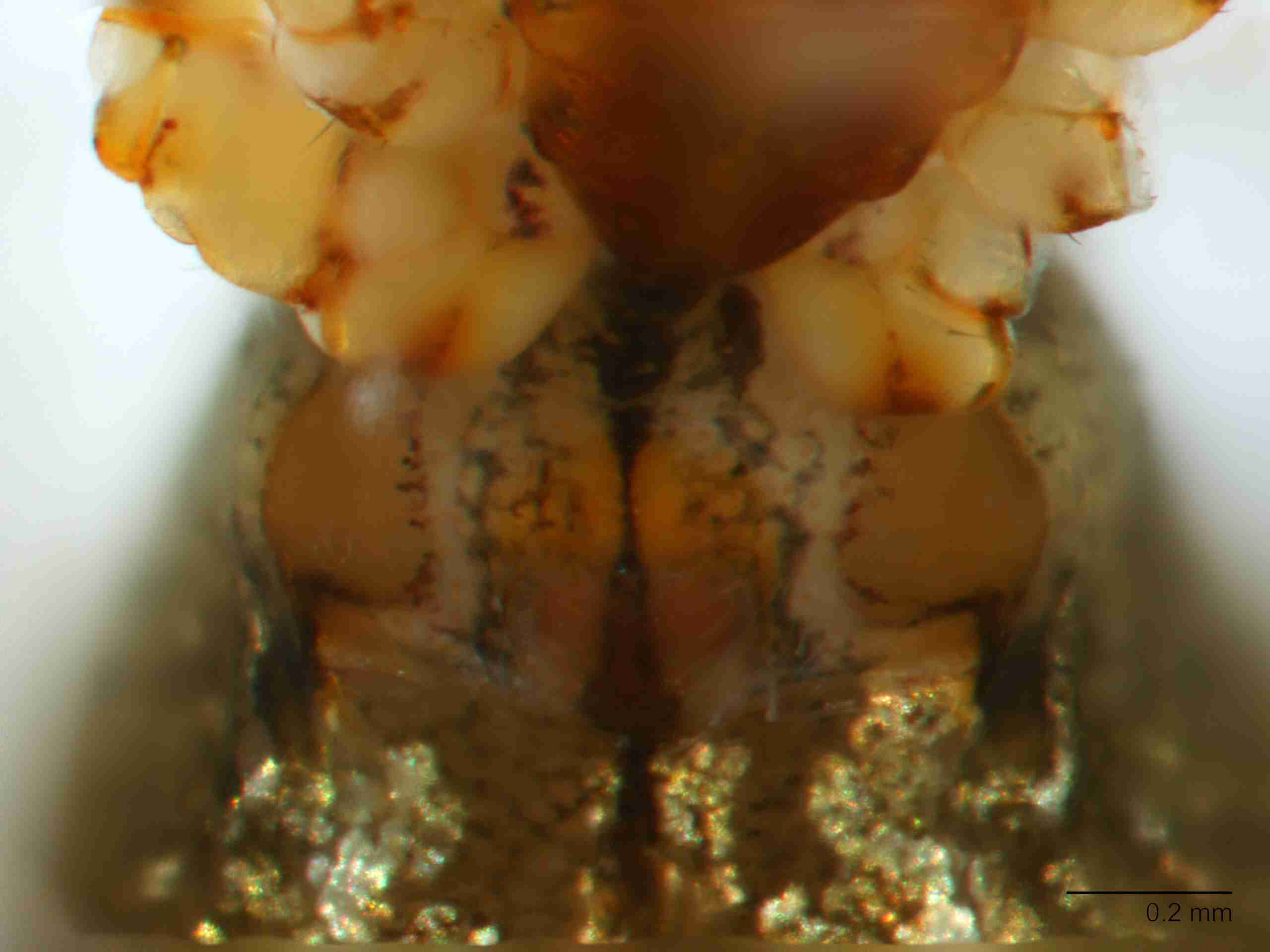 XILTHER155fpepivJAM221_80X_Z10.jpg