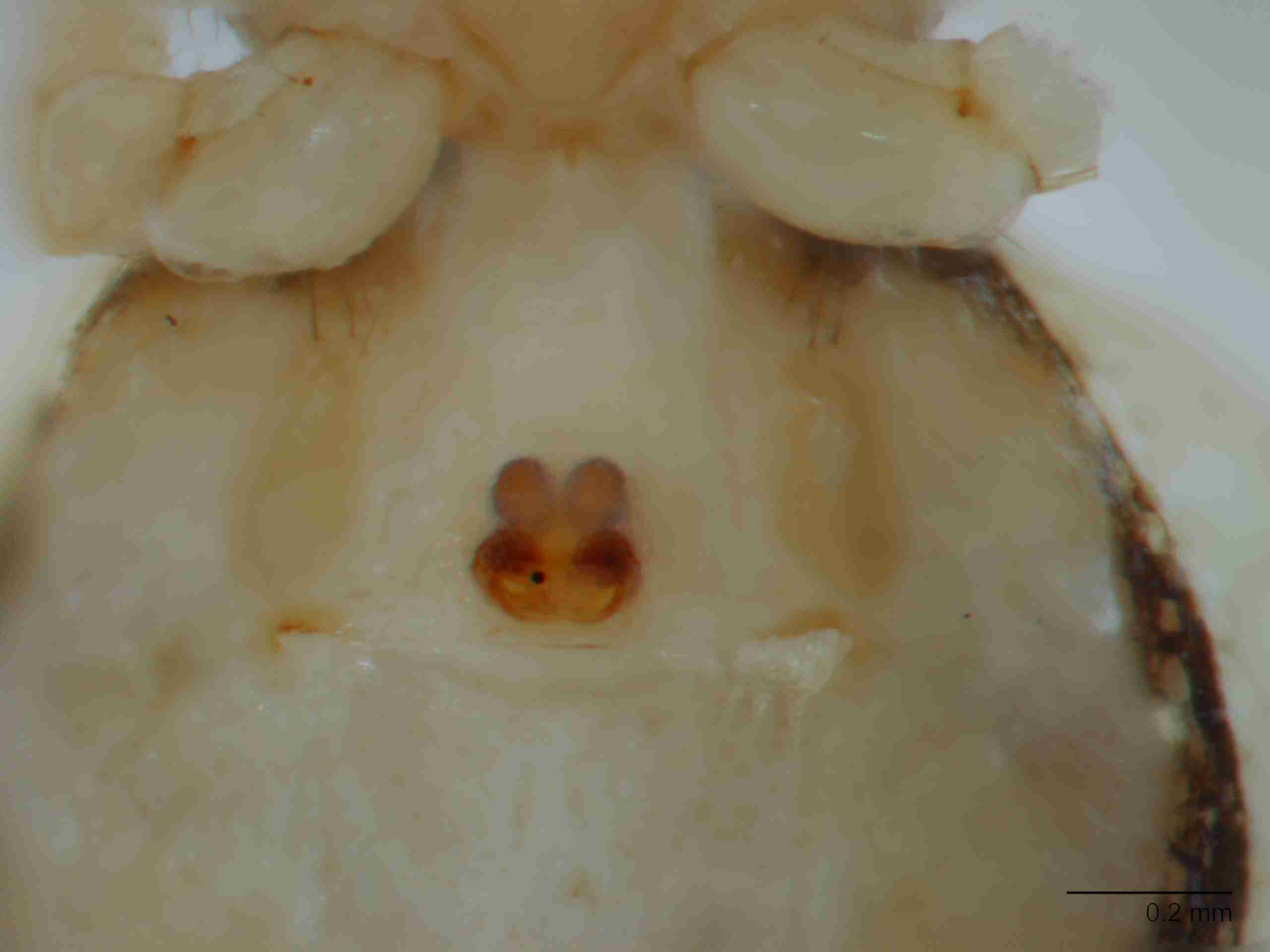 XILTHER156fpepivJAM149_80X_Z10.jpg