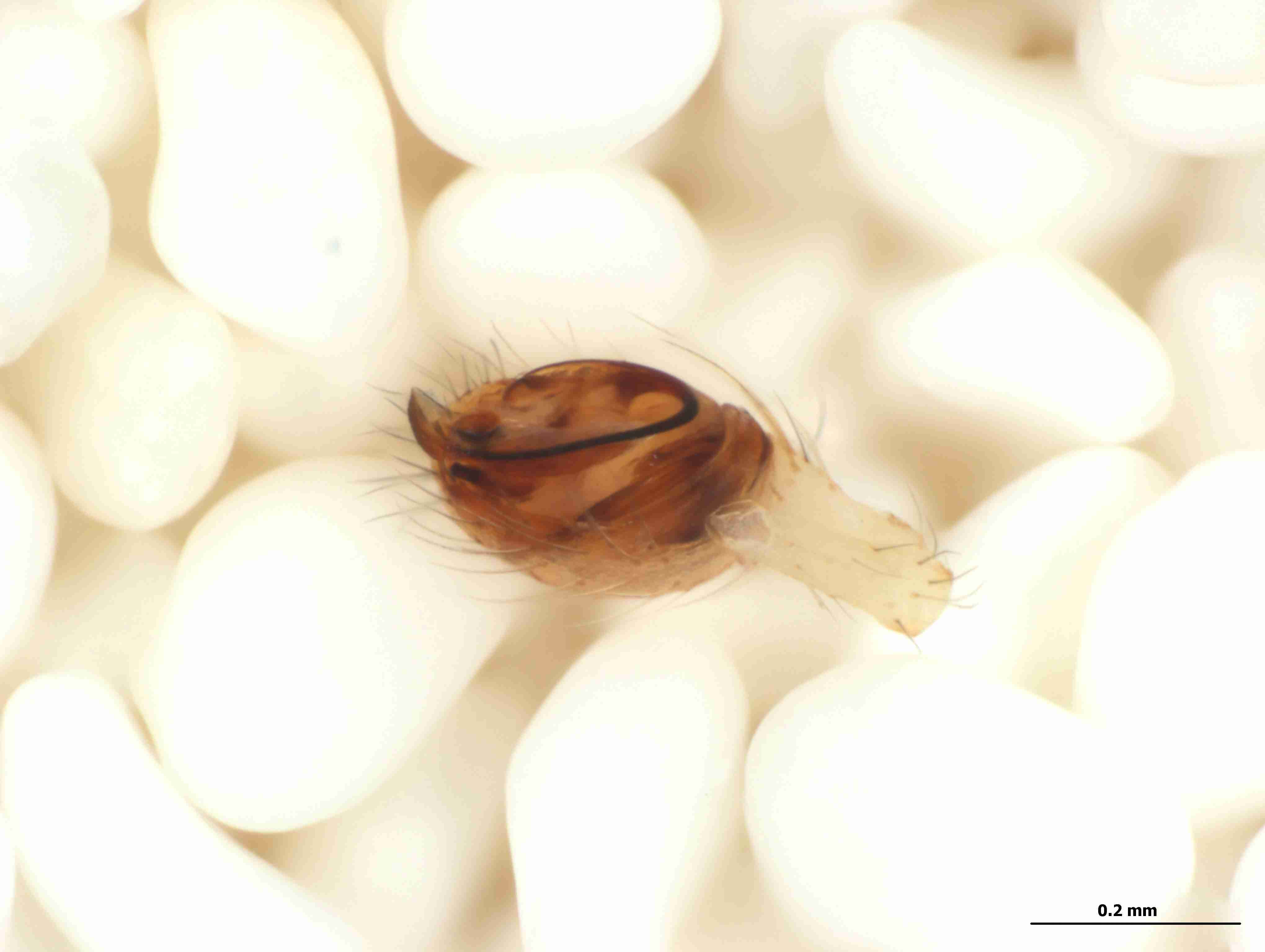 XILTHER156mppalpJAM301_115X_CAS.jpg