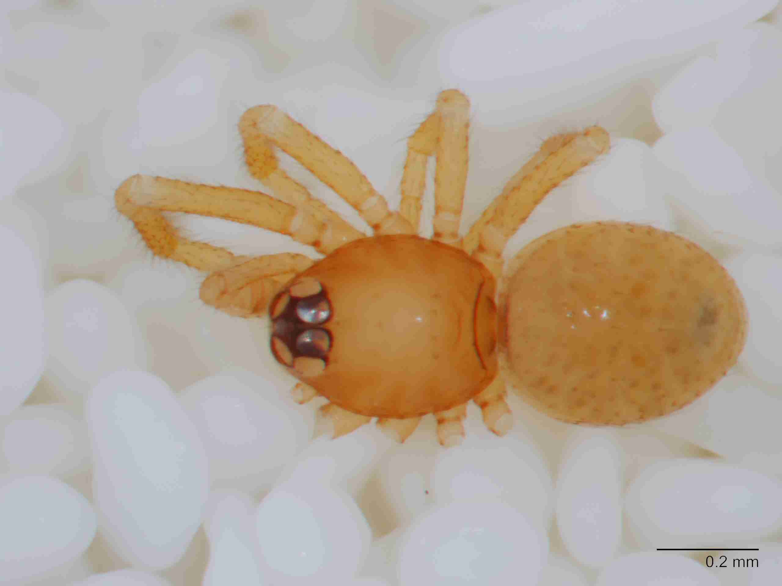 XILTHER159mphabdJAM193_80X_Z10.jpg