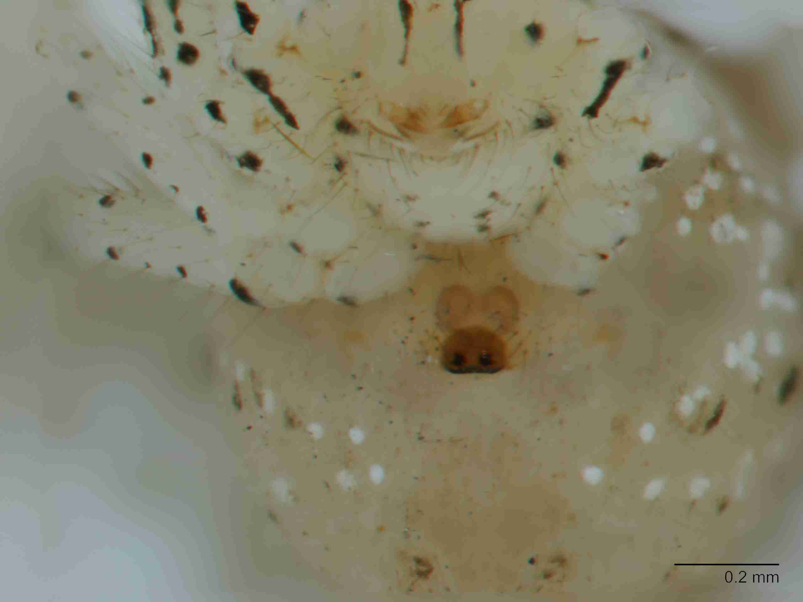 XILTHER167fpepivJAM415_80X_Z10.jpg