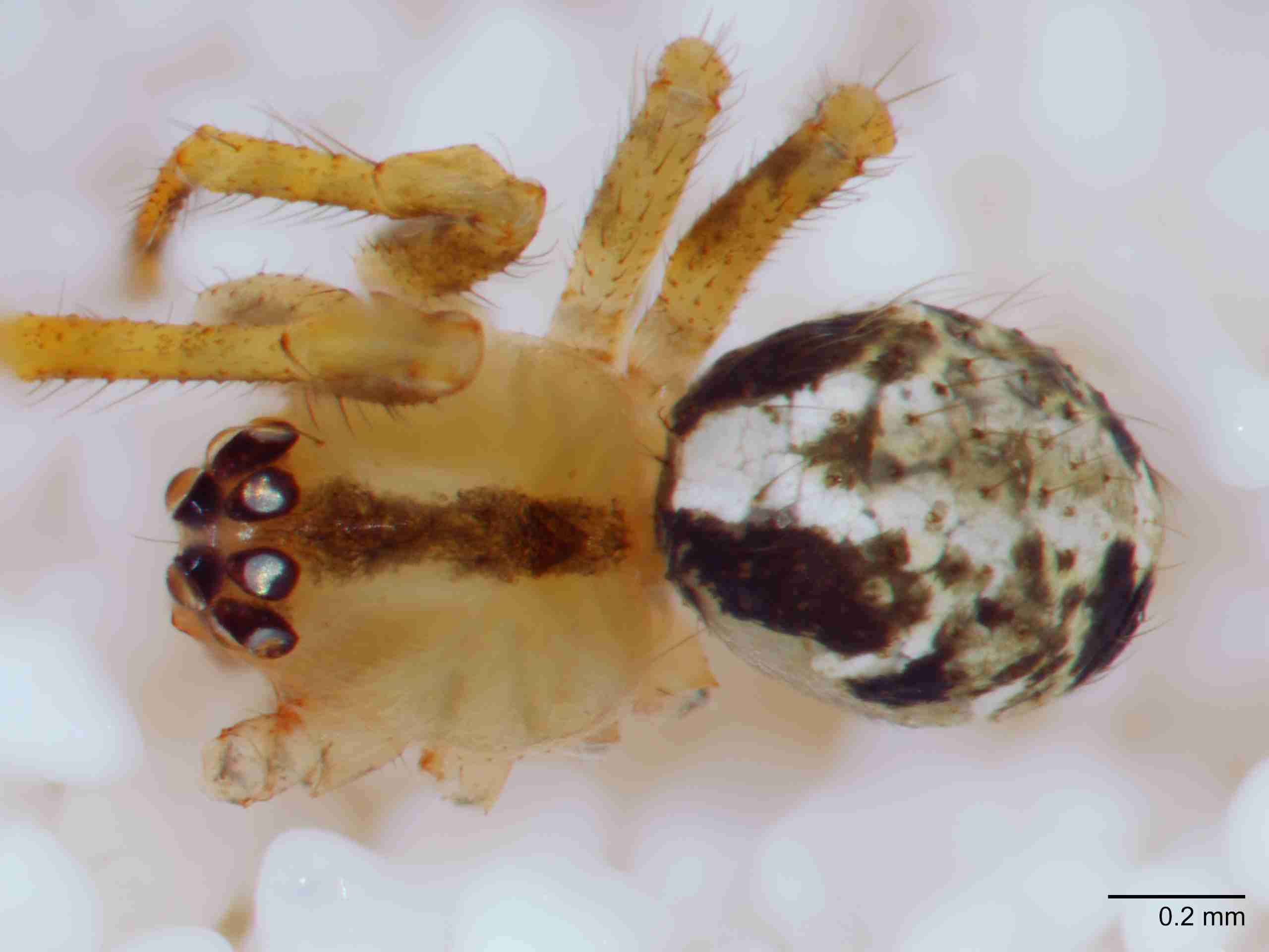 XILTHER170mphabdJAM224_70X_Z10.jpg