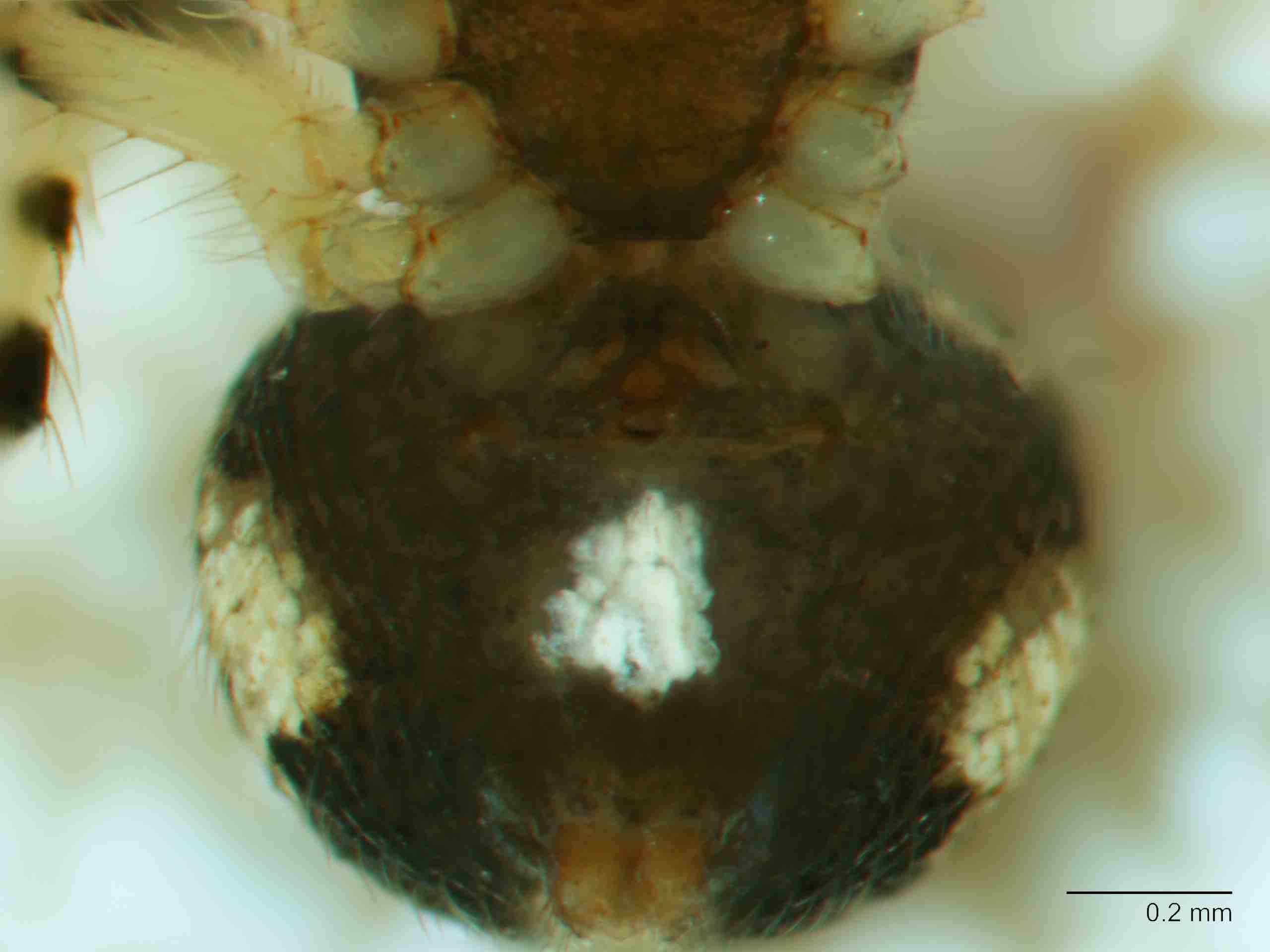 XILTHER171fpepivJAM061_80X_Z10.jpg