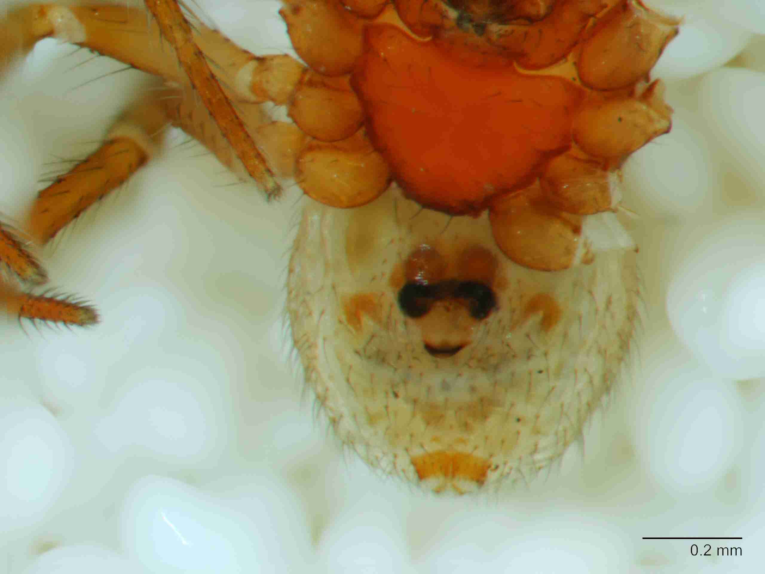 XILTHER173fpepivJAM521_80X_Z10.jpg