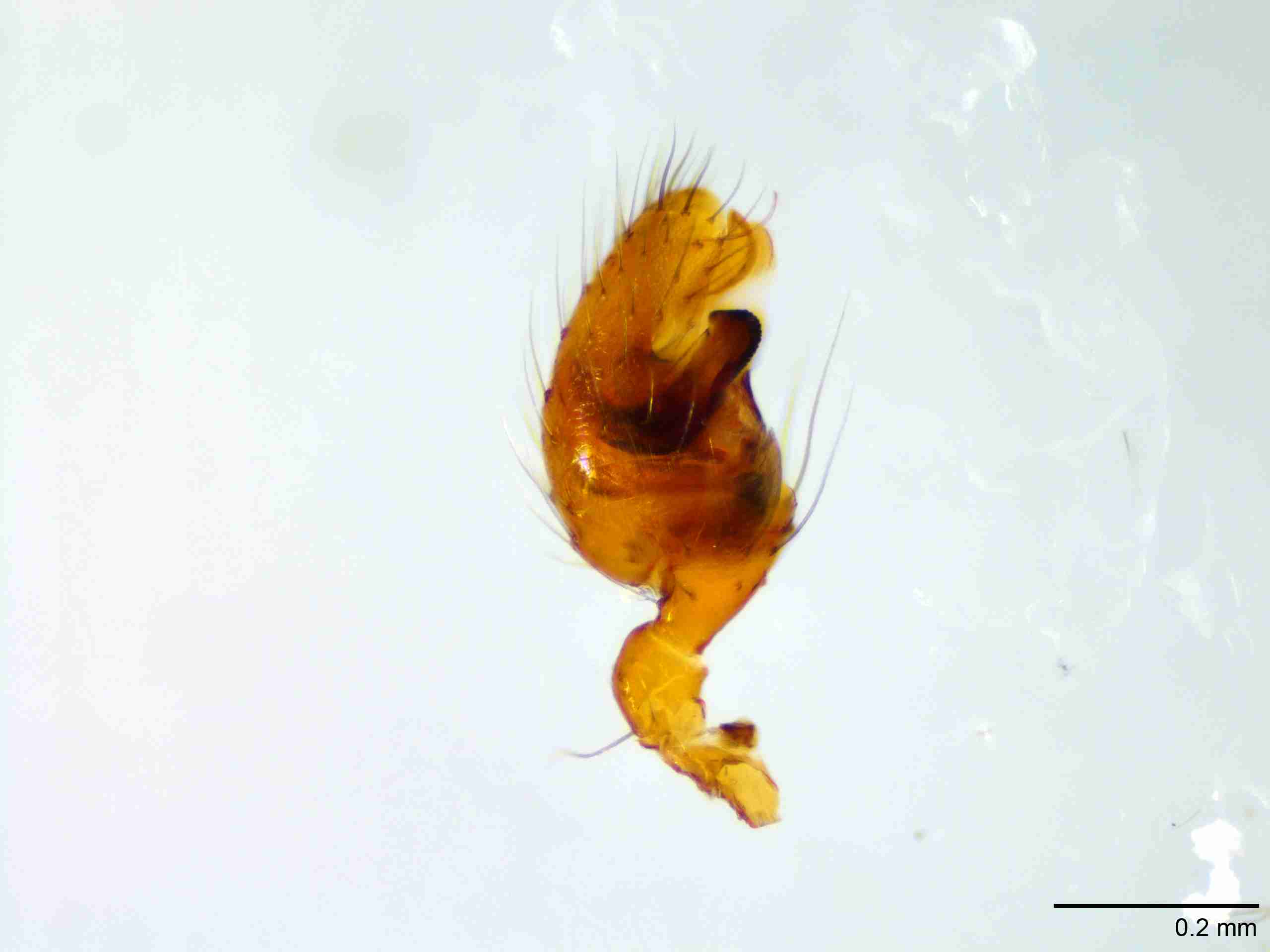 XILTHER173mppalpJAM187_100X_E2A.jpg