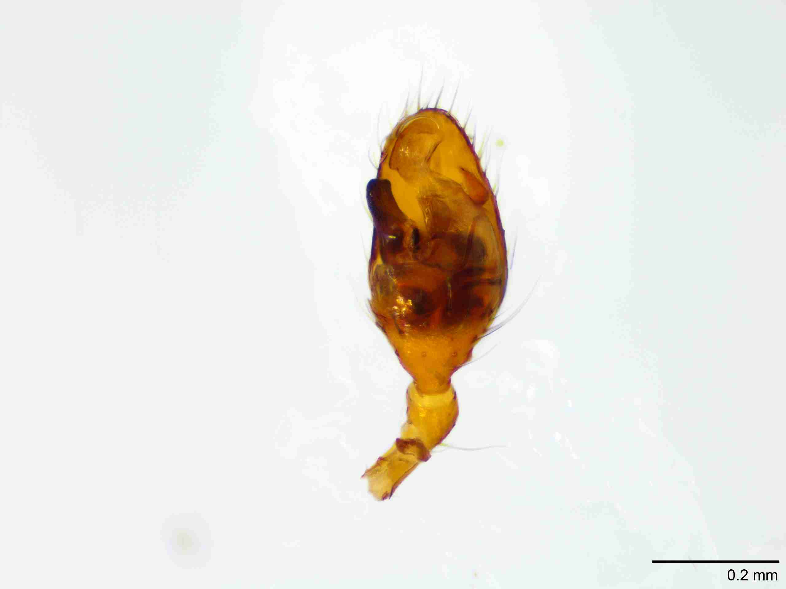 XILTHER173mppalvJAM187_100X_E2A.jpg