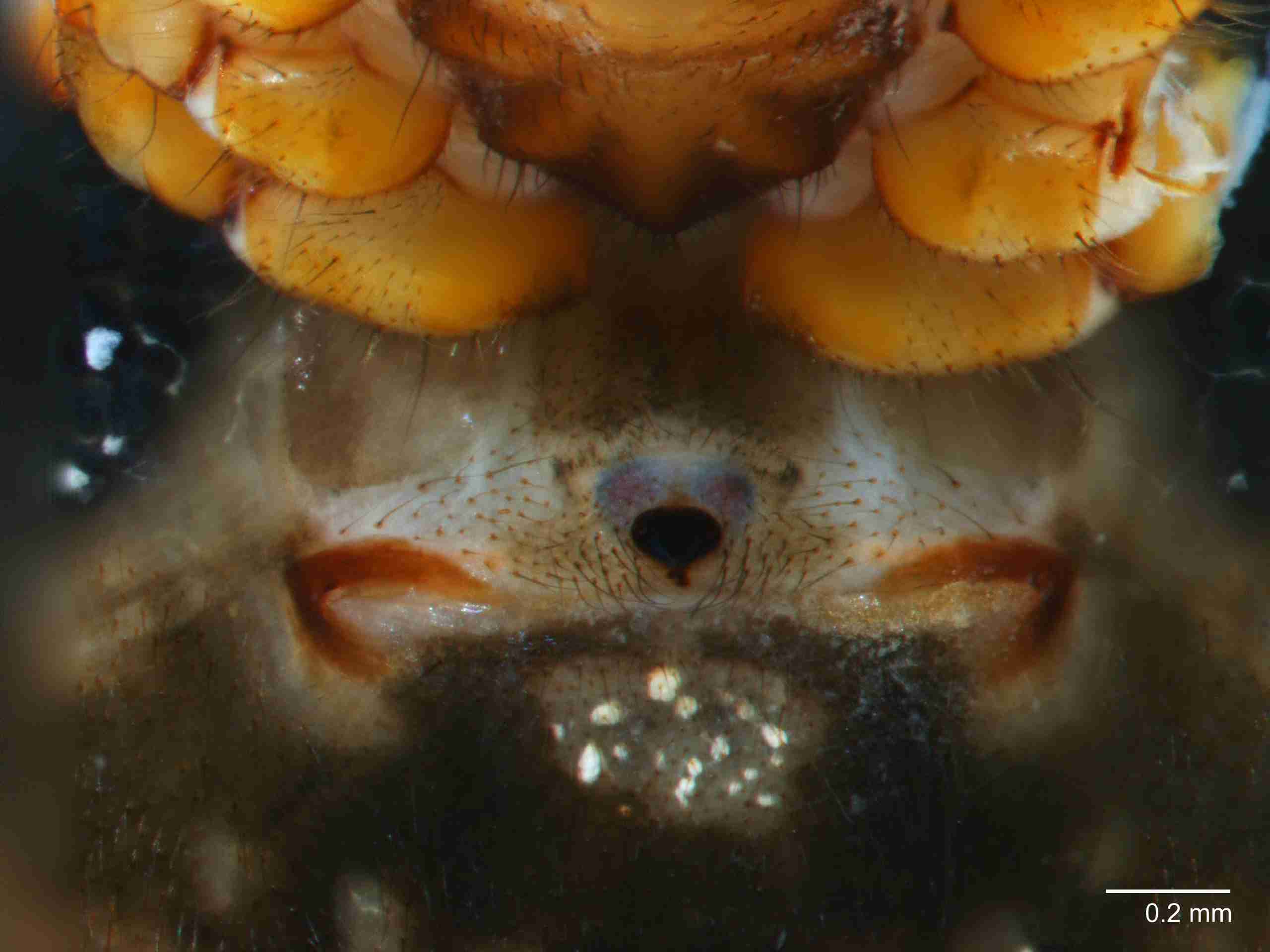 XILTHER177fpepivJAM089_60X_Z10.jpg