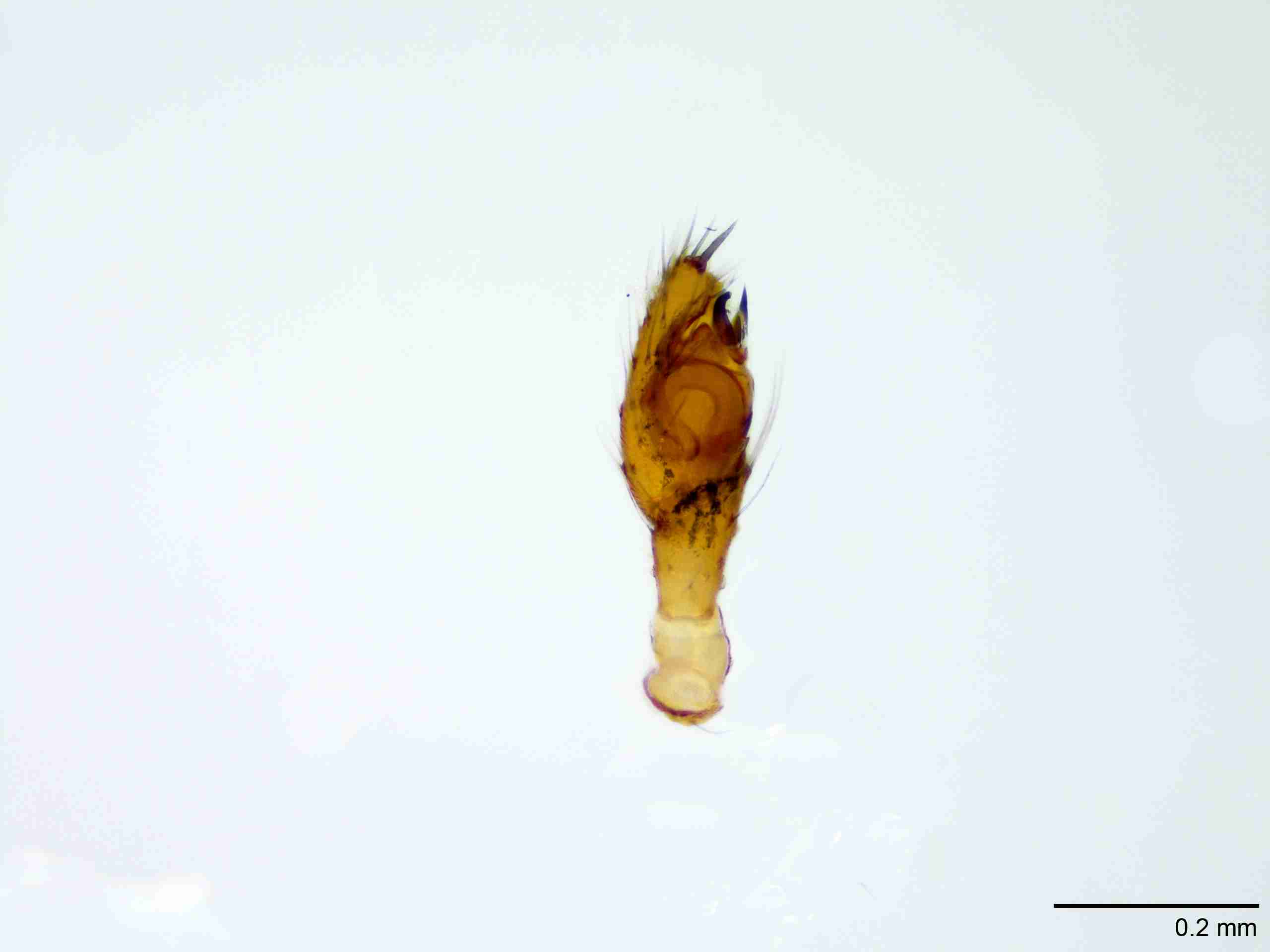 XILTHER179mppalpJAM244_100X_E2A.jpg
