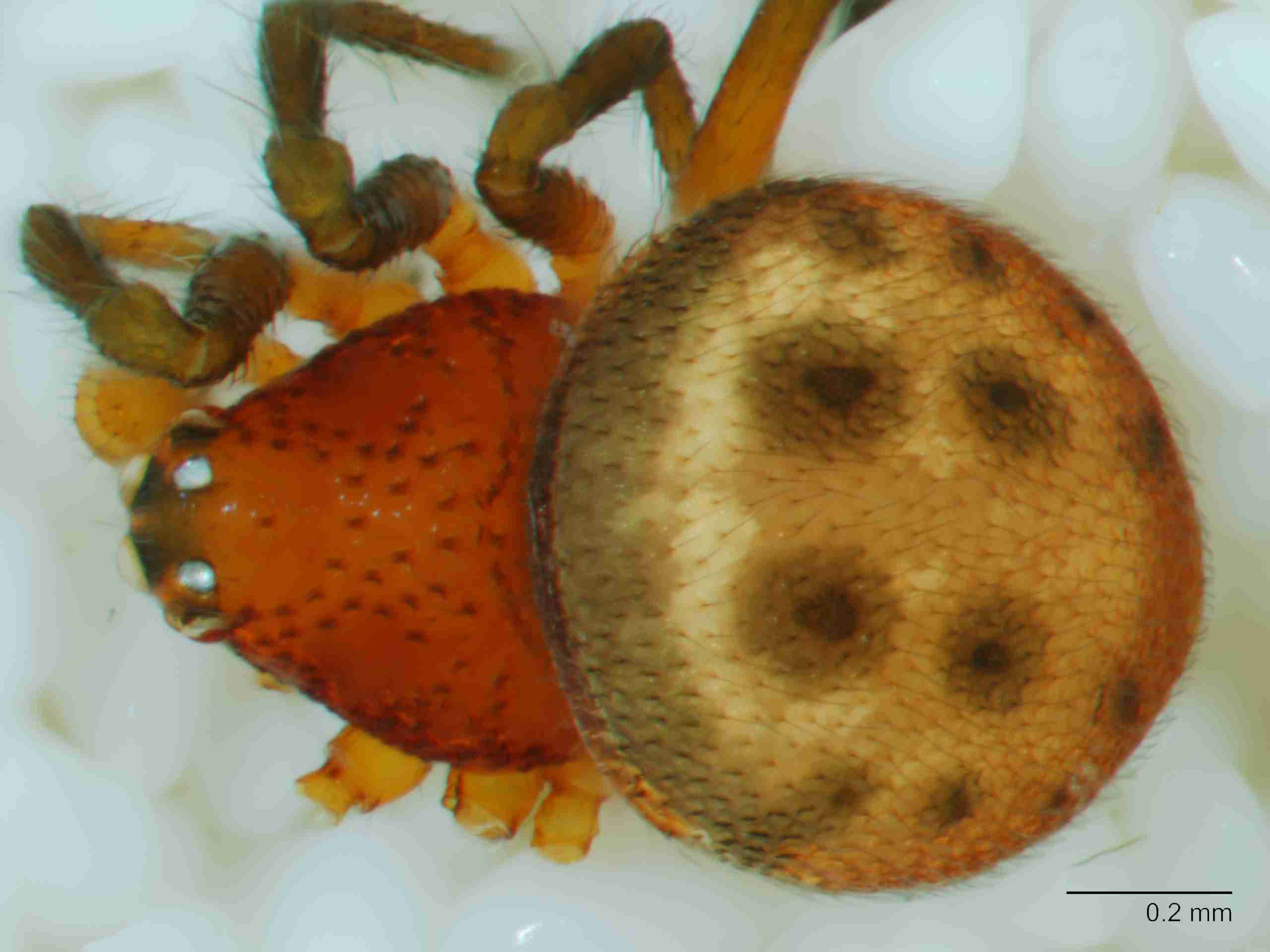XILTHER180mphabdJAM408_80X_Z10.jpg