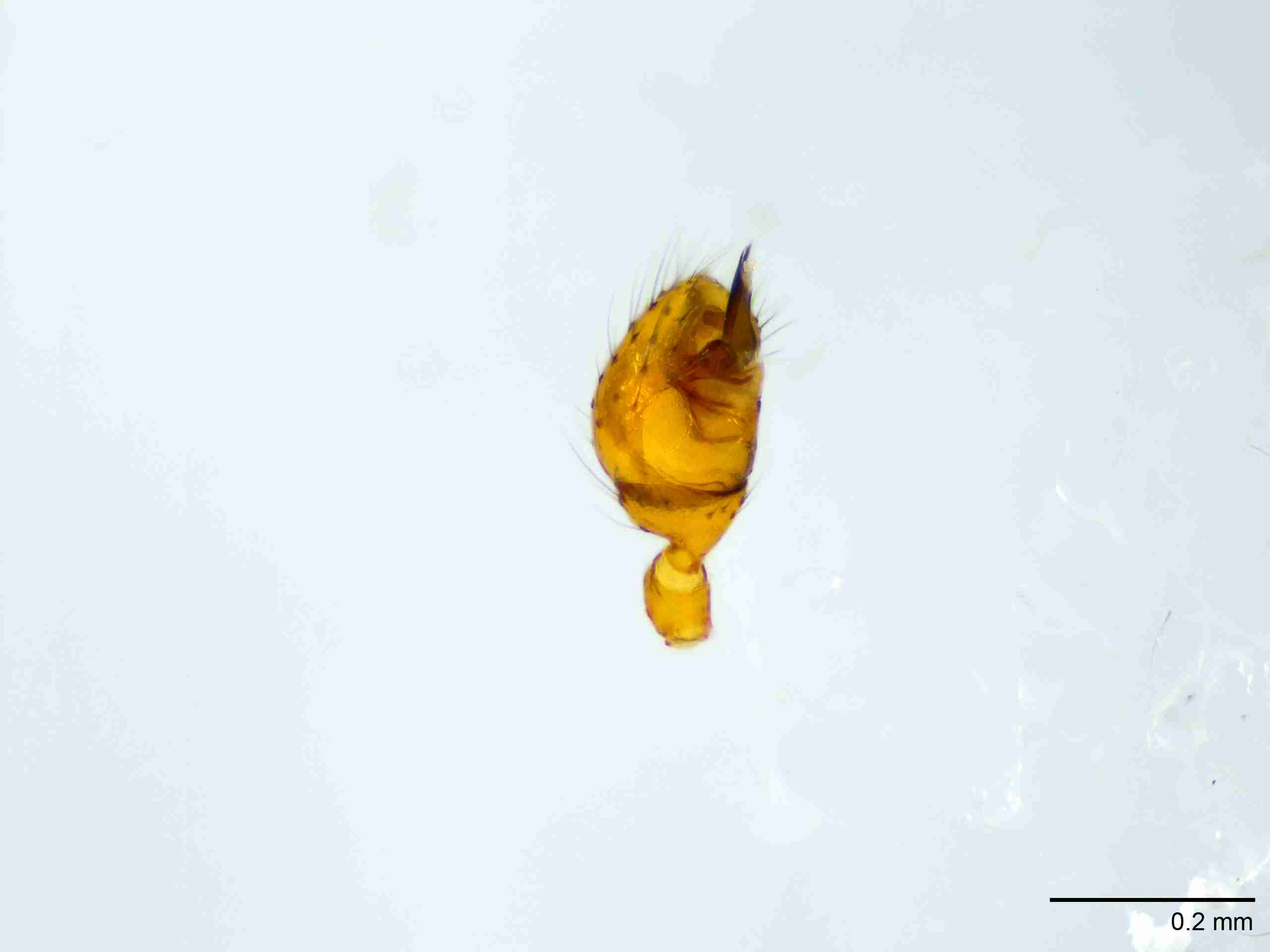 XILTHER180mppalpJAM408_100X_E2A.jpg