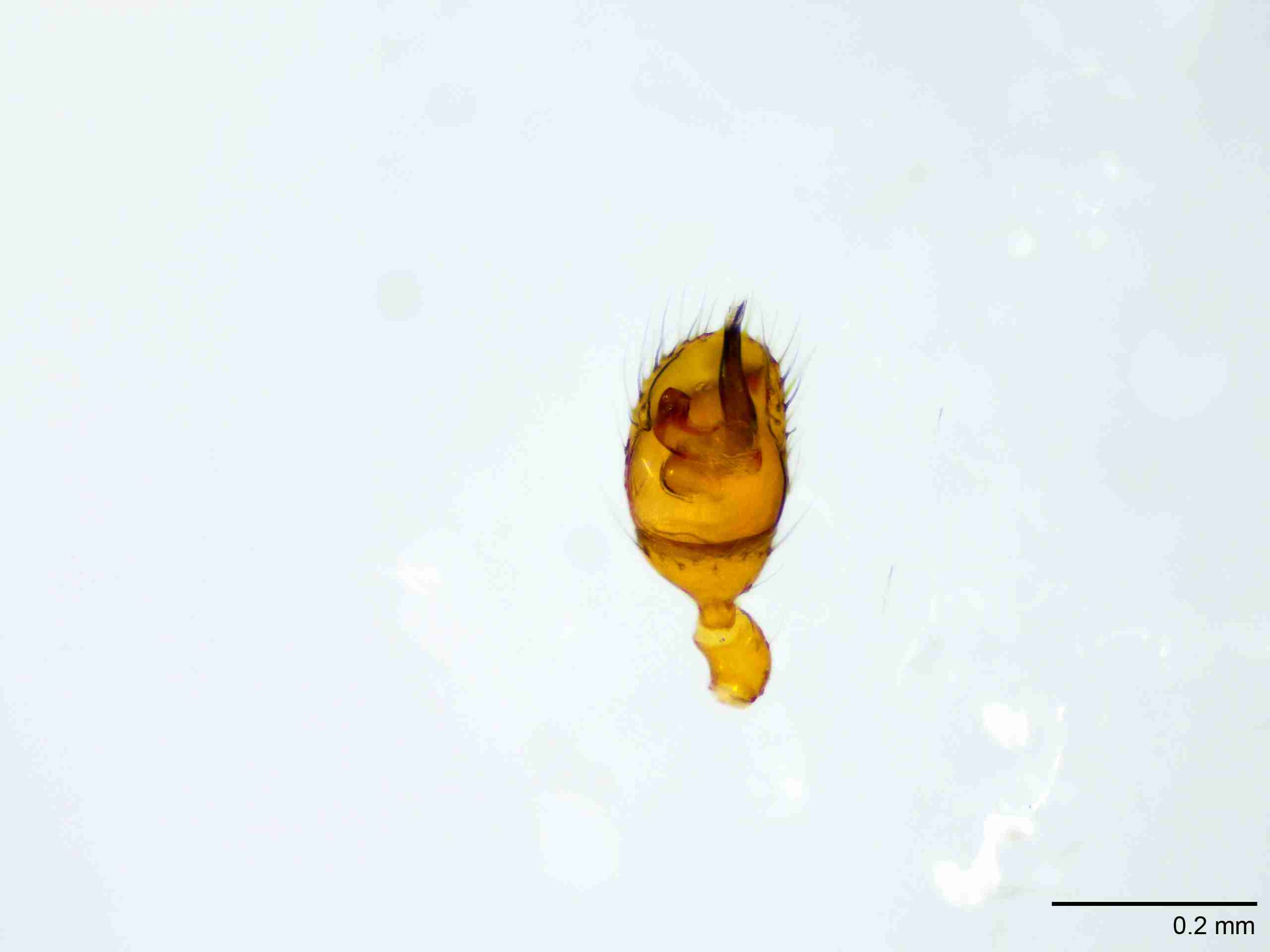 XILTHER180mppalvJAM408_100X_E2A.jpg