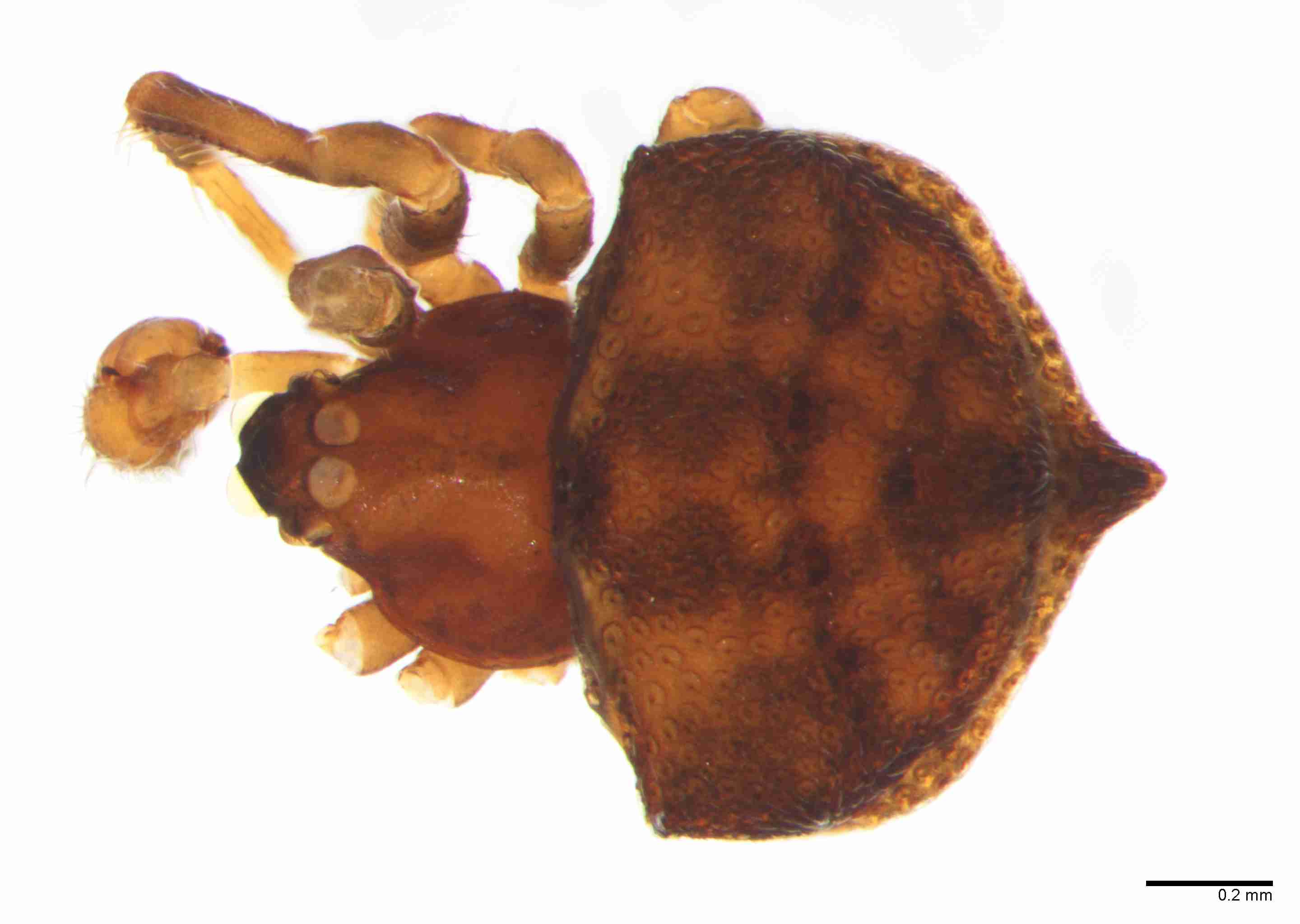 XILTHER181mphabdJAM220_60X_Z10.jpg