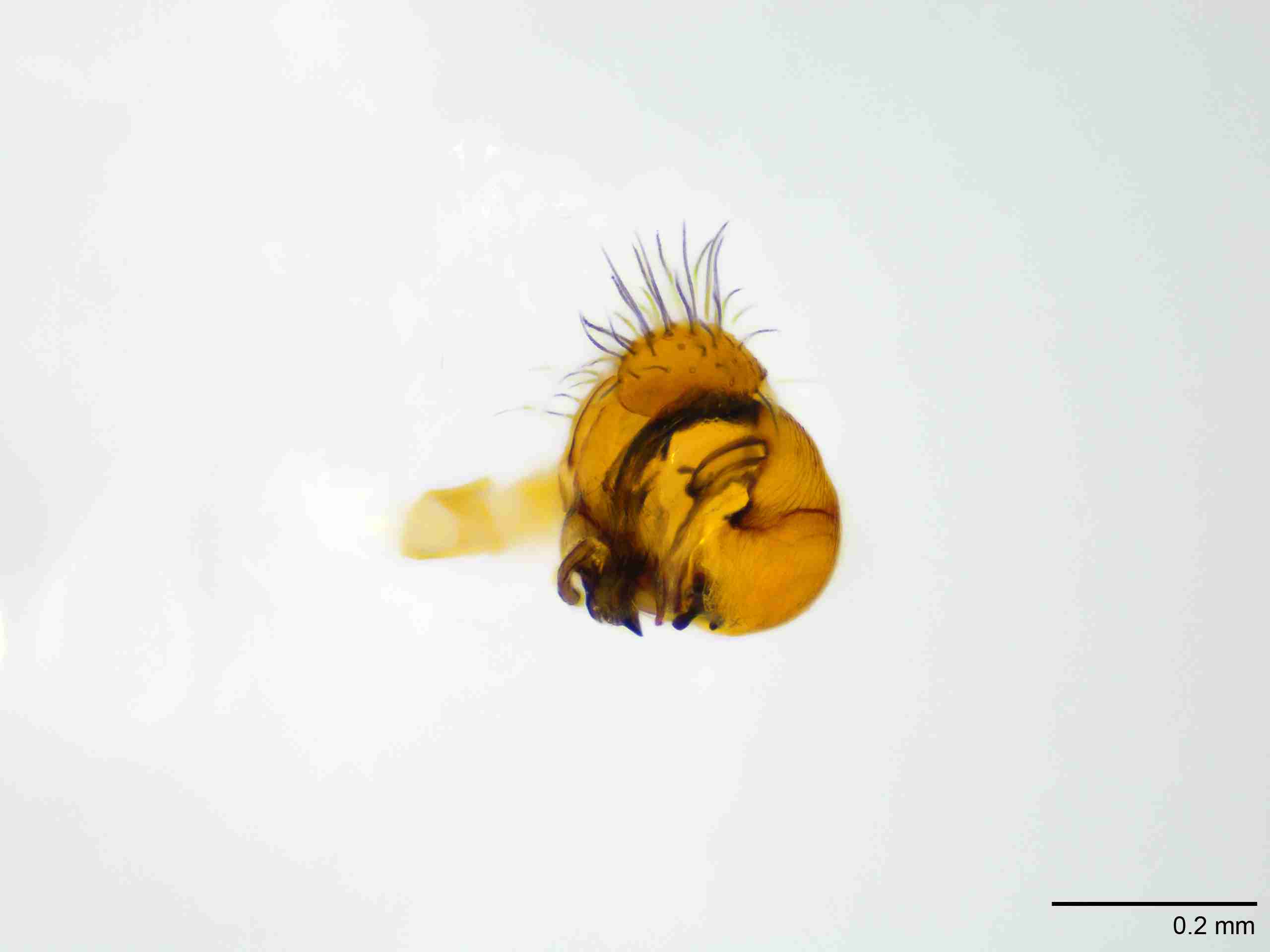 XILTHER183mppalaJAM066_100X_E2A.jpg