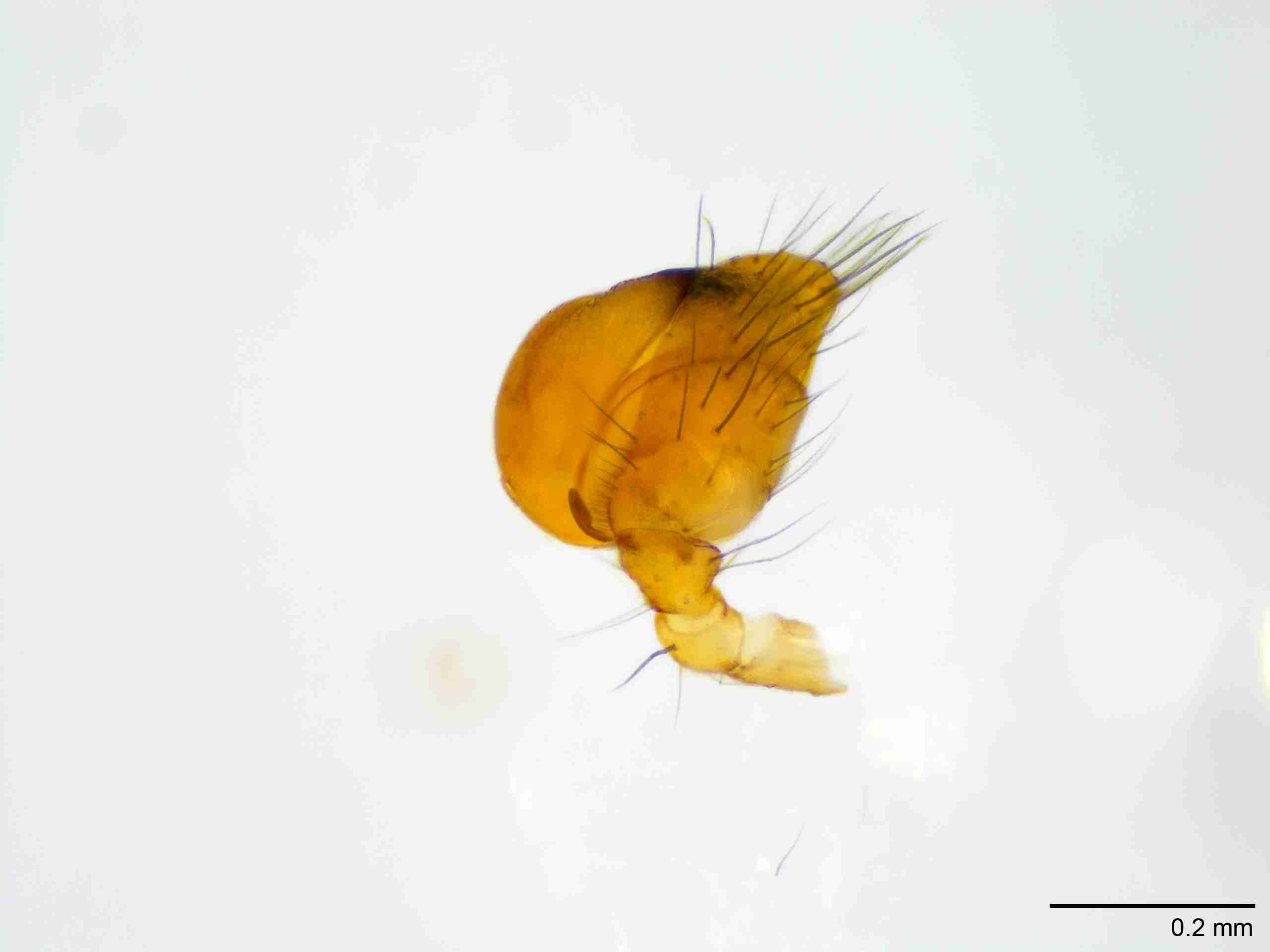 XILTHER183mppaldJAM066_100X_E2A.jpg