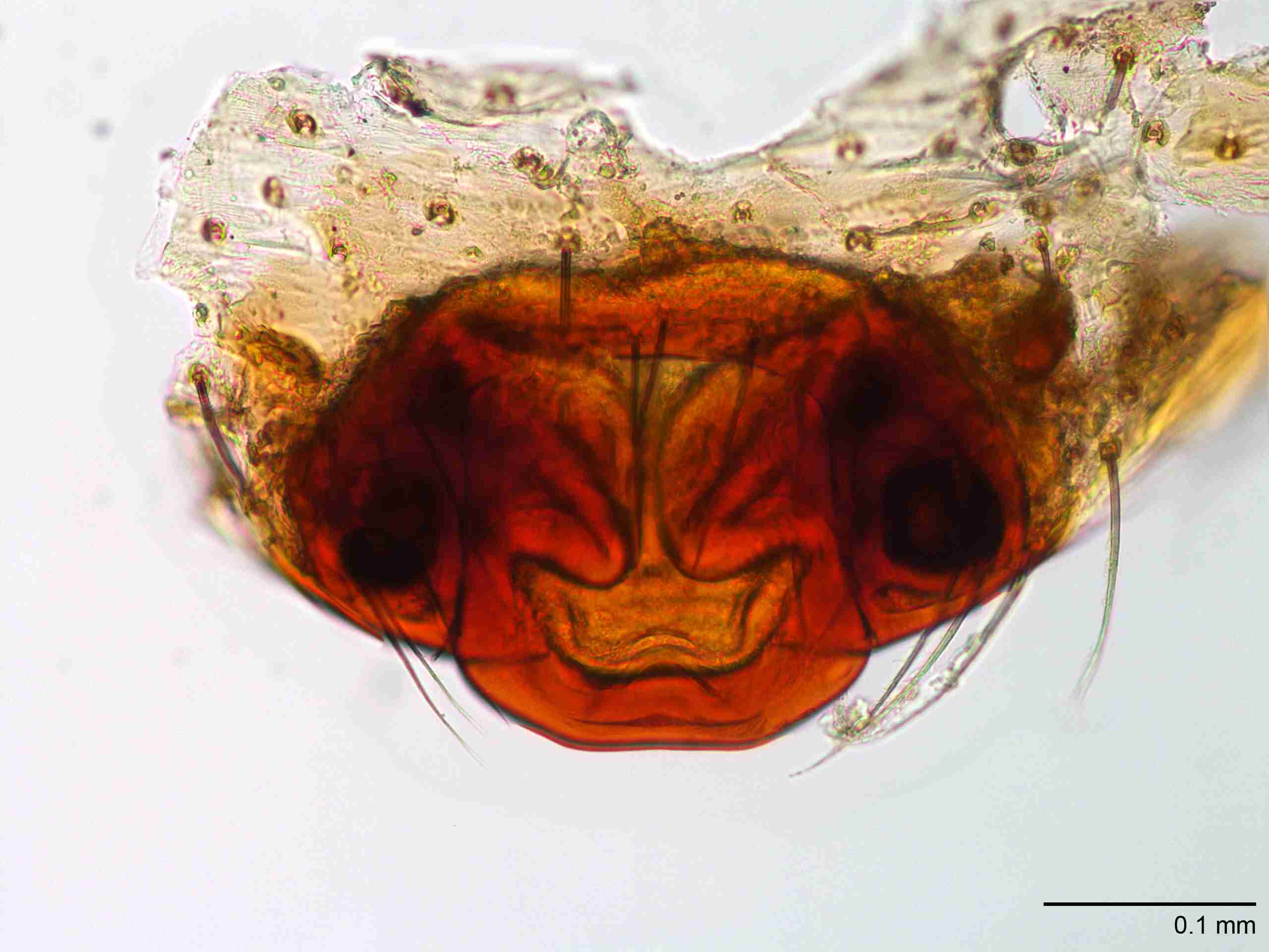 XILZODA203fpepivJAM886_200X_CAS.jpg