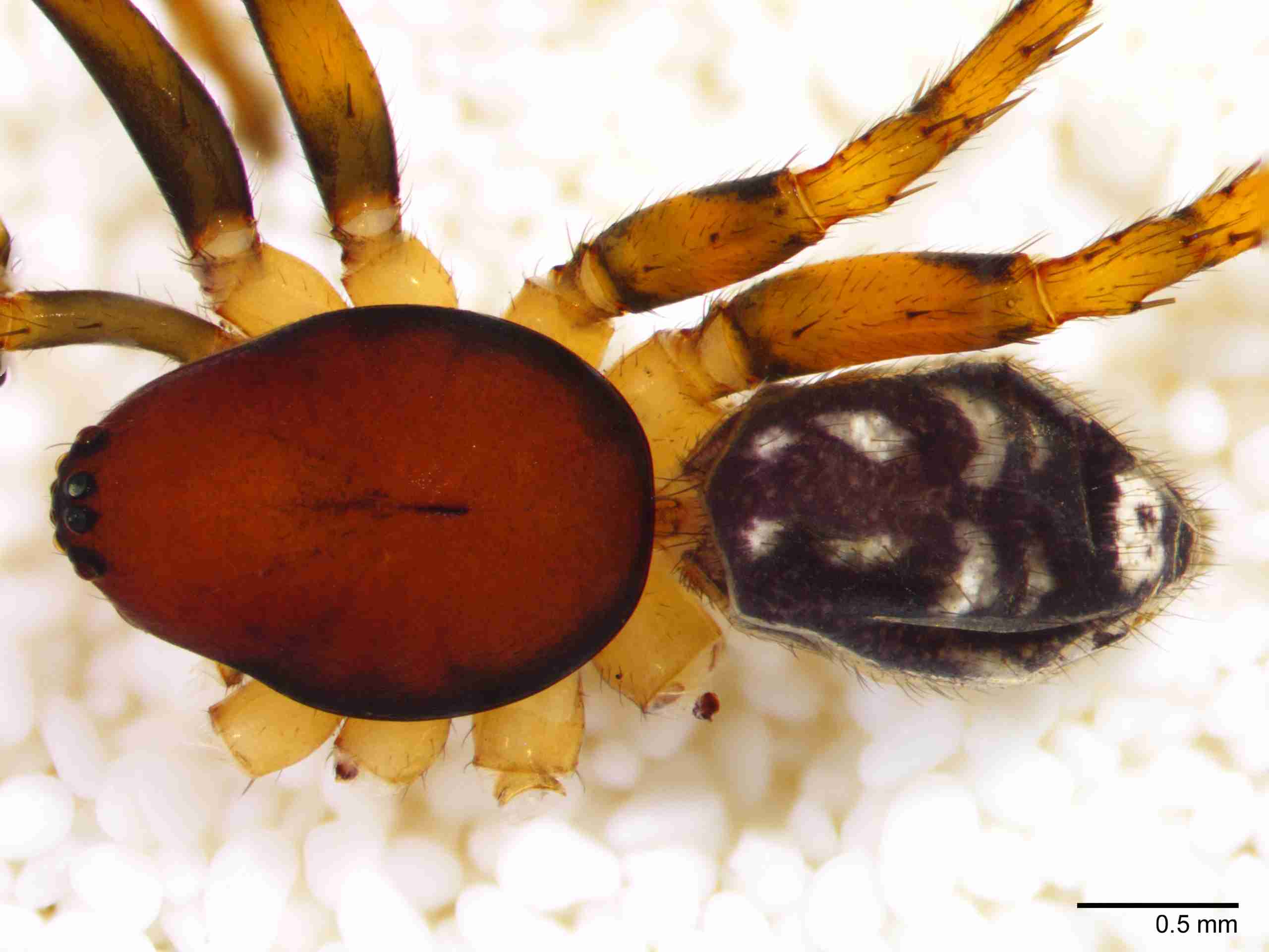 XILZODA203mphabdJAM891_30X_Z10.jpg