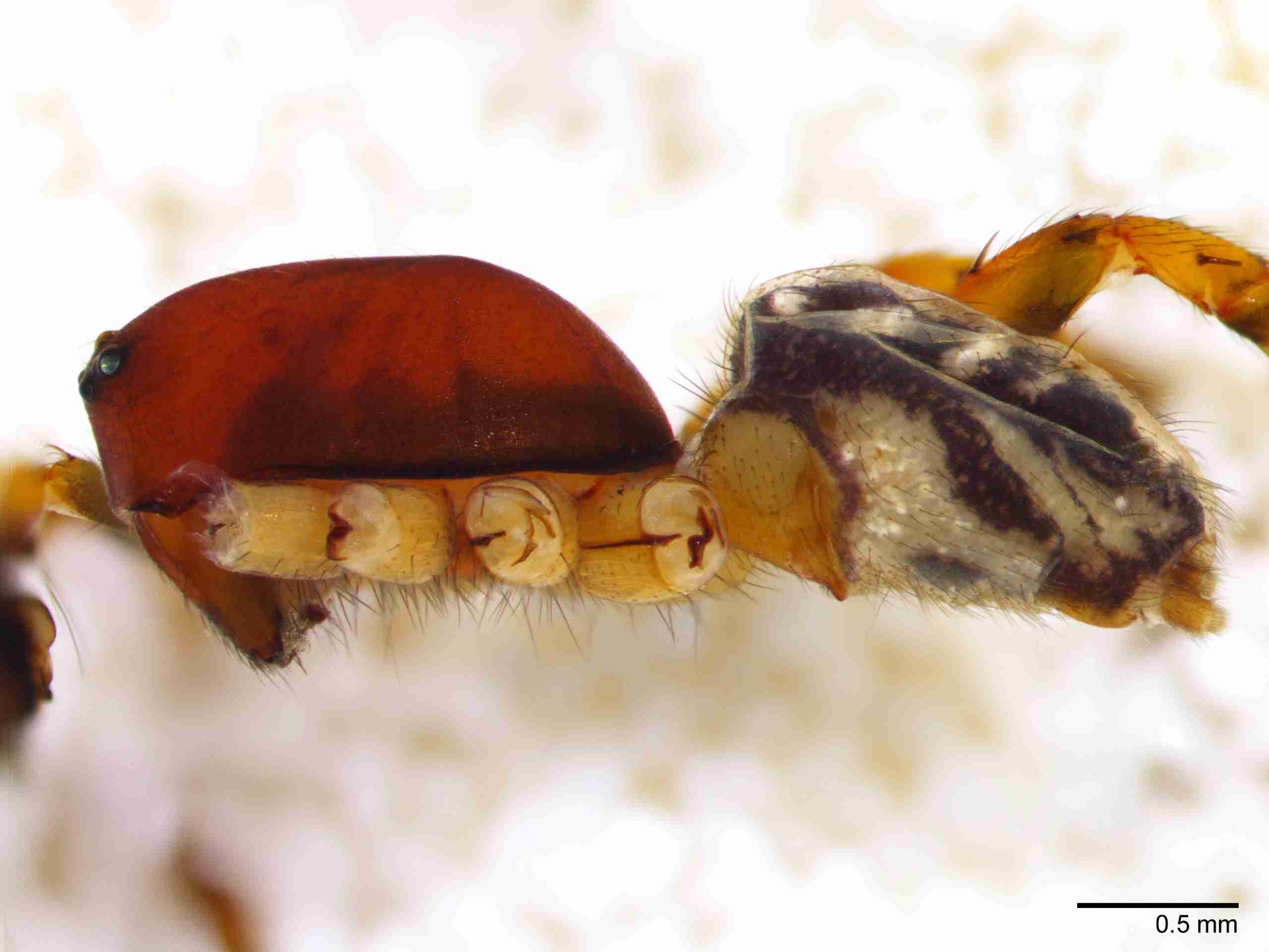 XILZODA203mphablJAM891_30X_Z10.jpg