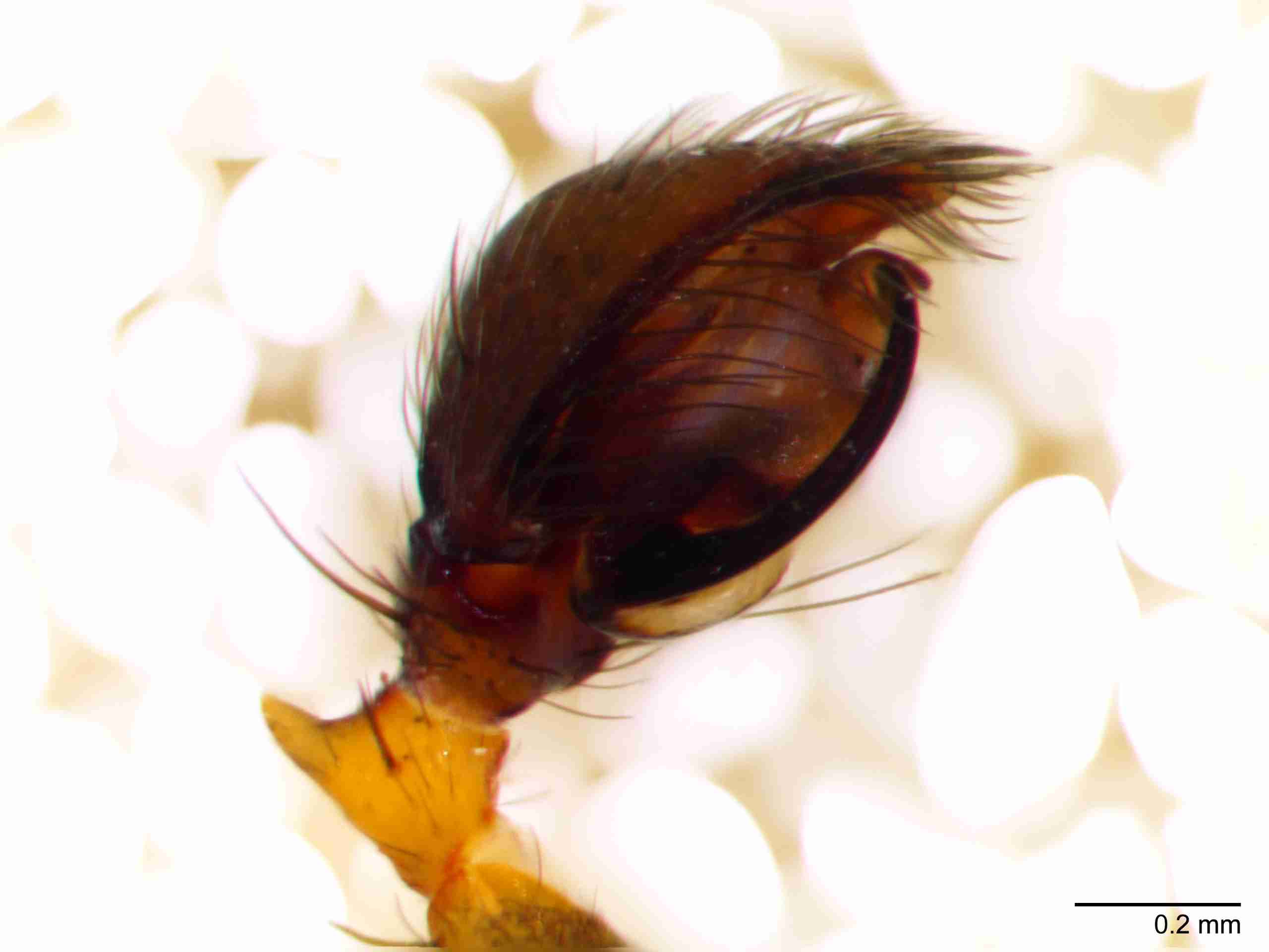 XILZODA203mppalpJAM891_80X_Z10.jpg
