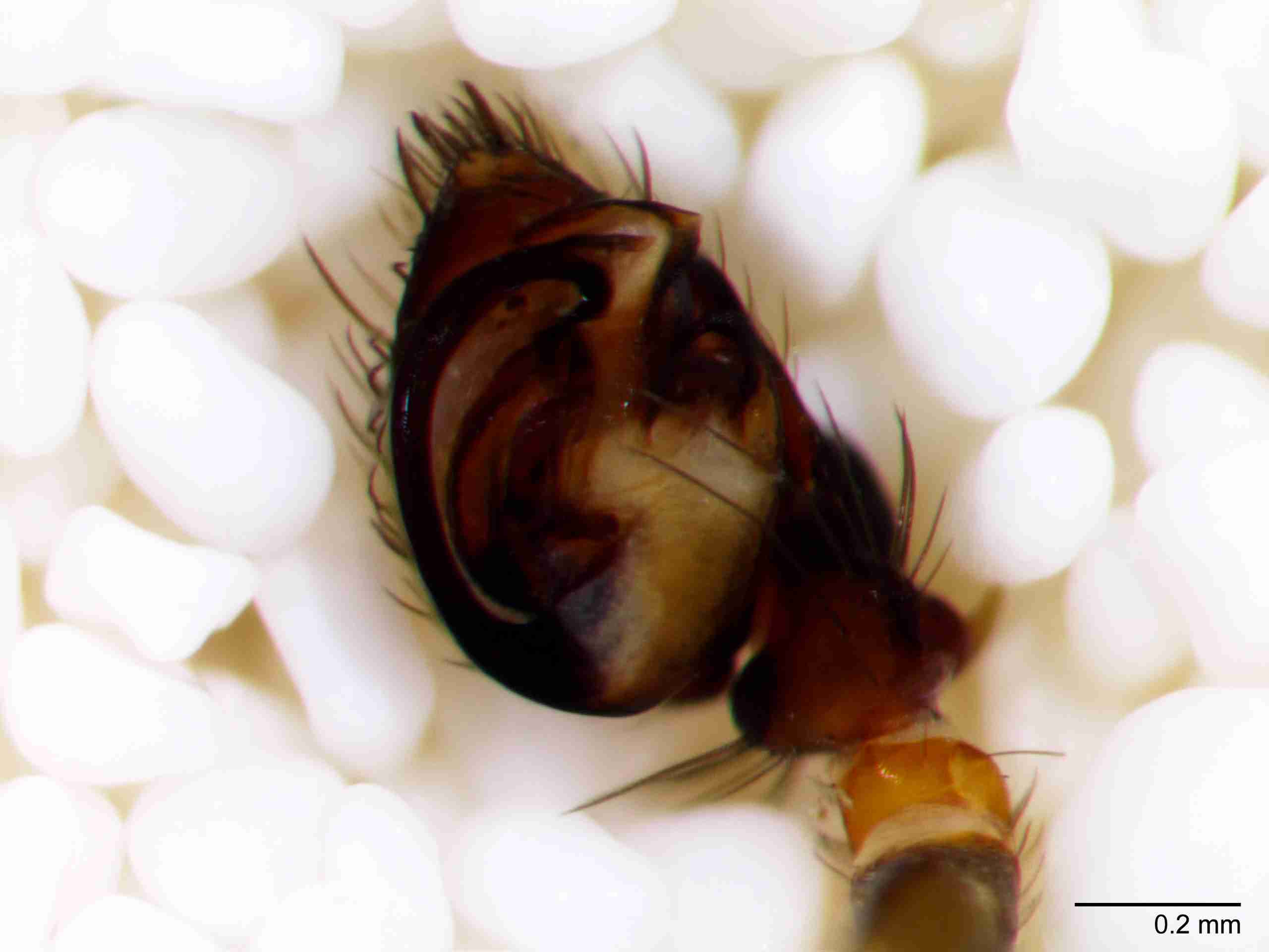 XILZODA203mppalvJAM891_80X_Z10.jpg