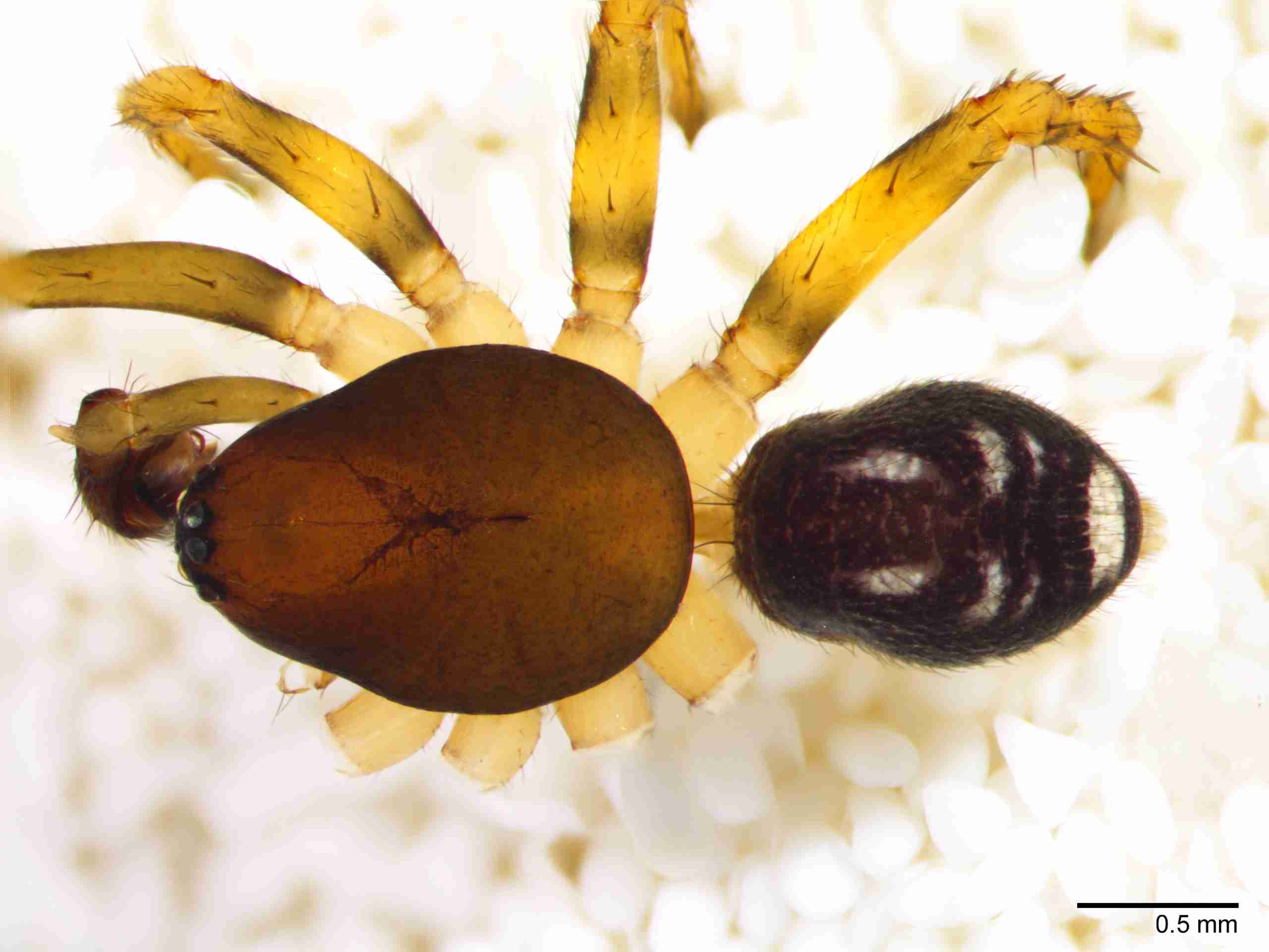 XILZODA204mphabdJAM887_30X_Z10.jpg