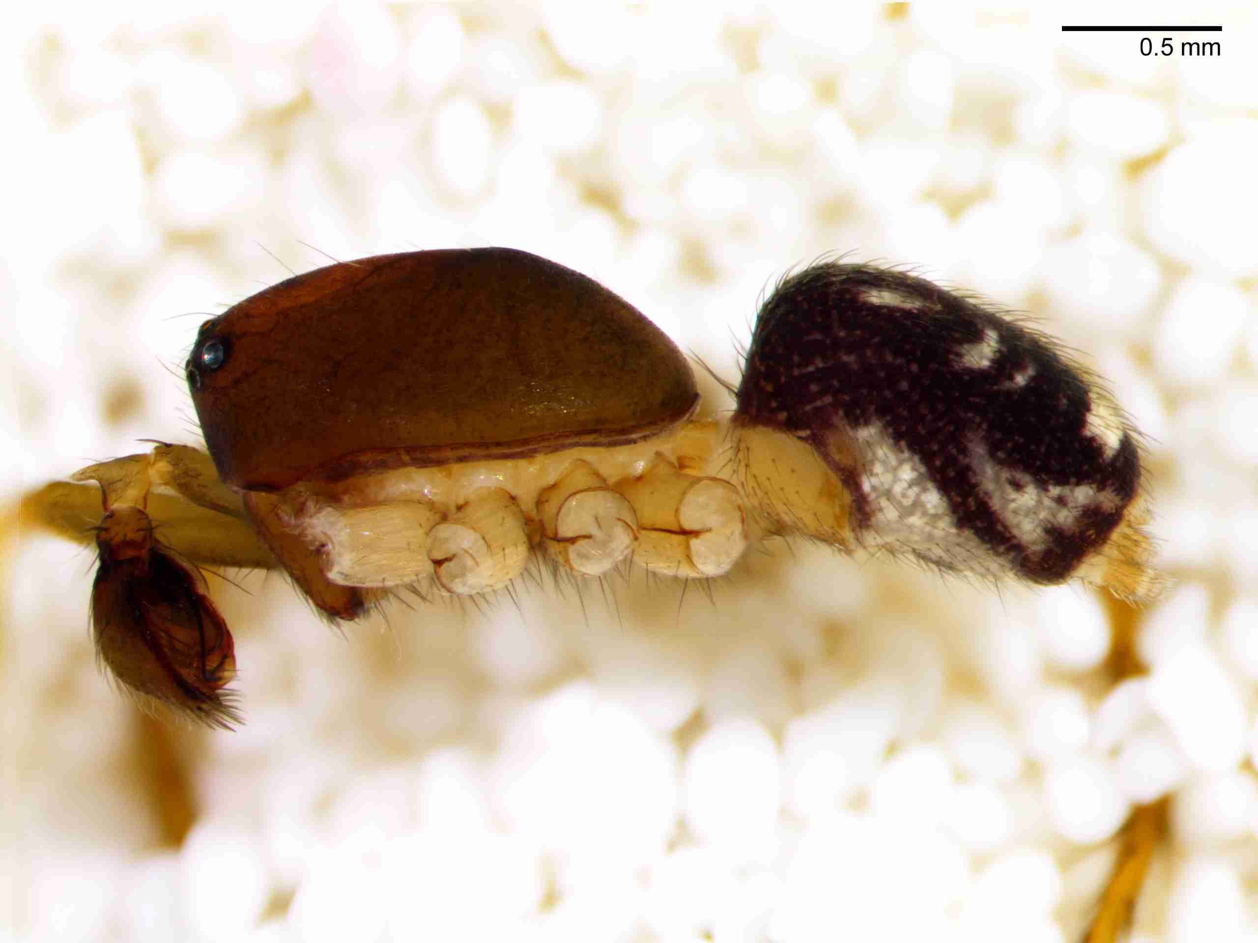 XILZODA204mphablJAM887_30X_Z10.jpg