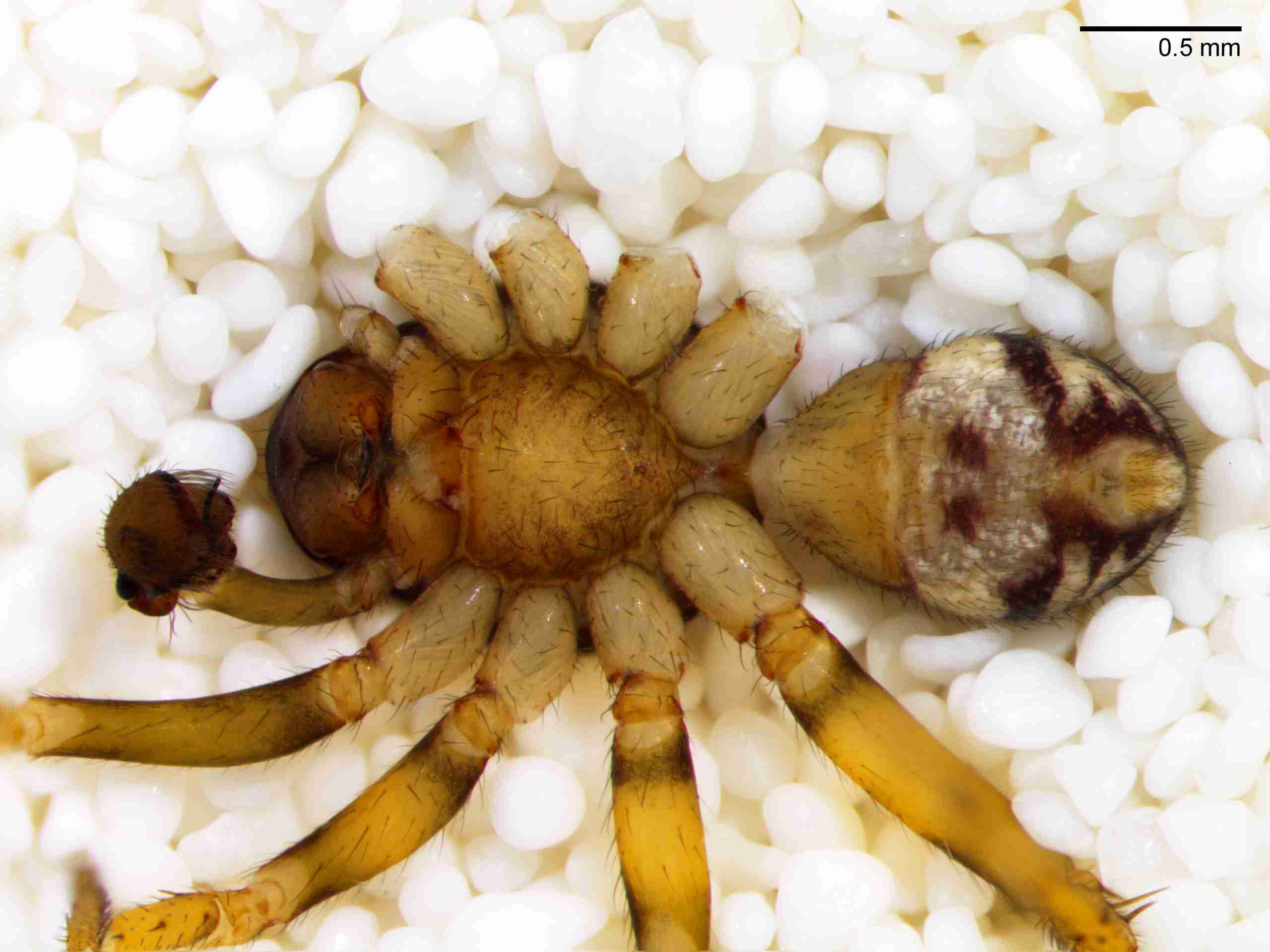 XILZODA204mphabvJAM887_30X_Z10.jpg